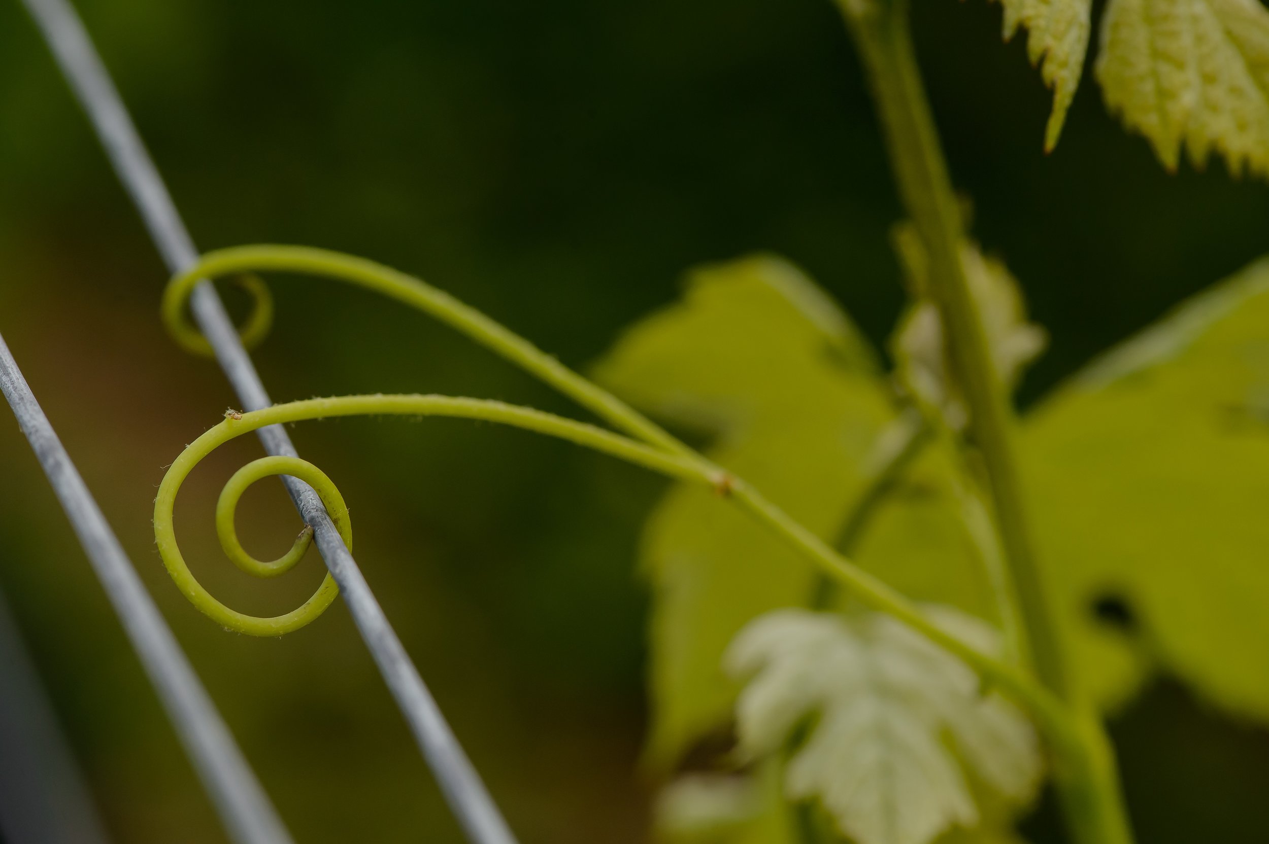 ...blending traditional farming with modern science, 