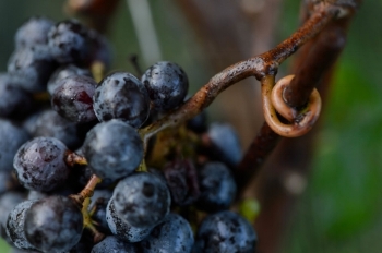 Merlot grapes on the vine.