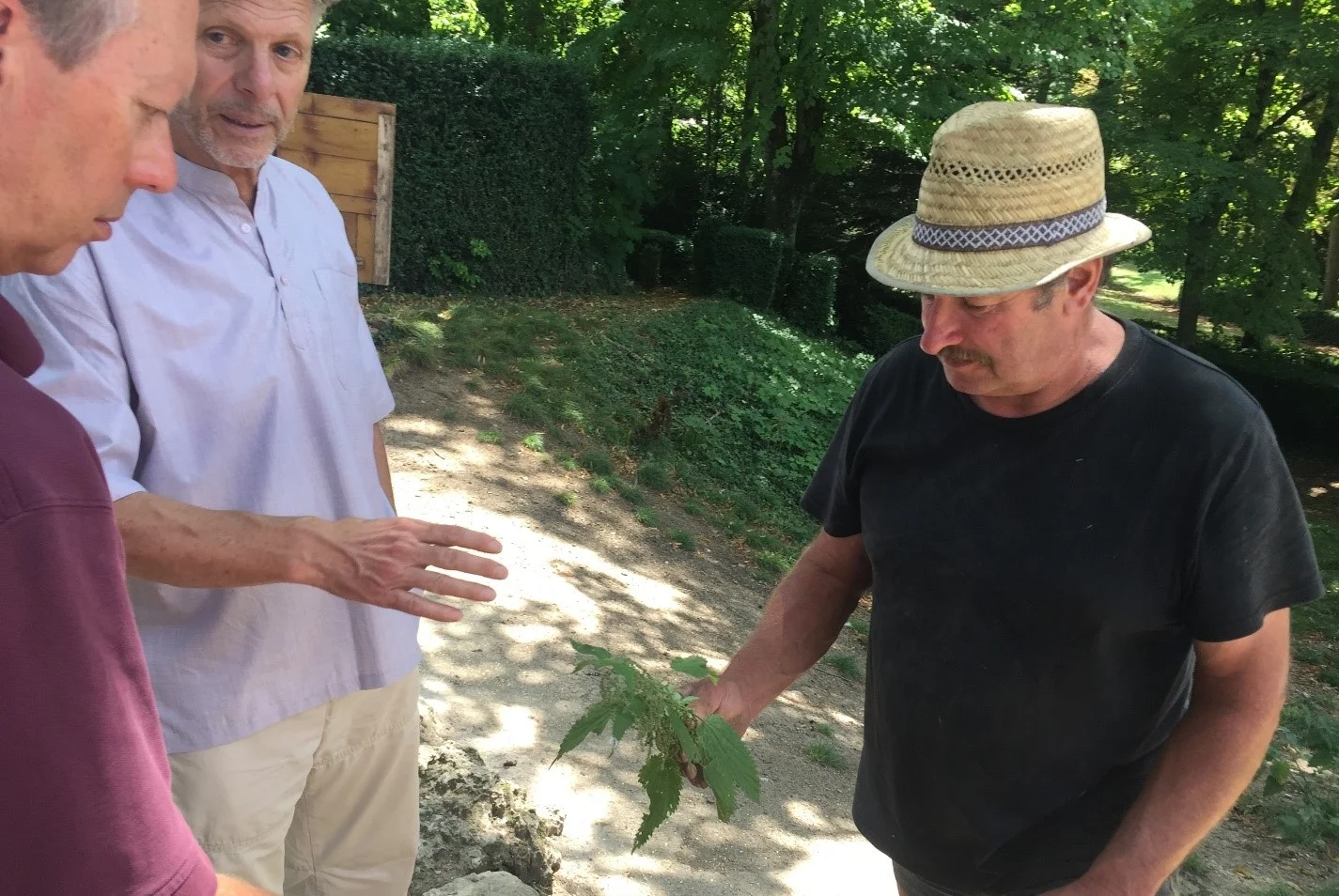 Eric de Suremain of Château de Monthelie picking stinging nettle used to prepare biodynamic preparation 504. The nettles are buried in wooden boxes or clay pots encased in peat for 1 year and then added to compost. Stinging nettle is said to have a relationship with iron, helps stabilize nitrogen, and promotes formation of humus.