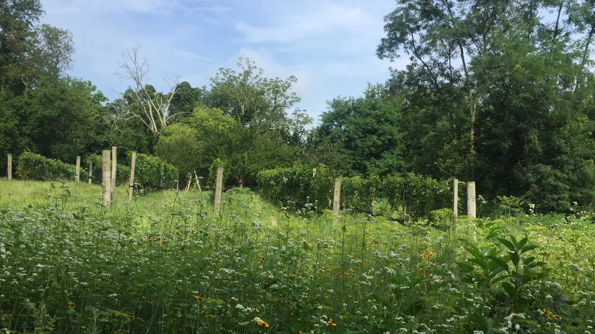 A new plot of wildflowers, including astor, buckwheat, coreopsis, dill, and several clovers, in Dodon's experimental vineyard. While the diversity of insect activity was stunning, these crops were too tall to plant under the vines, did not hold up to tractor use, and attracted deer that quickly turned their attention to eating the ripening fruit.