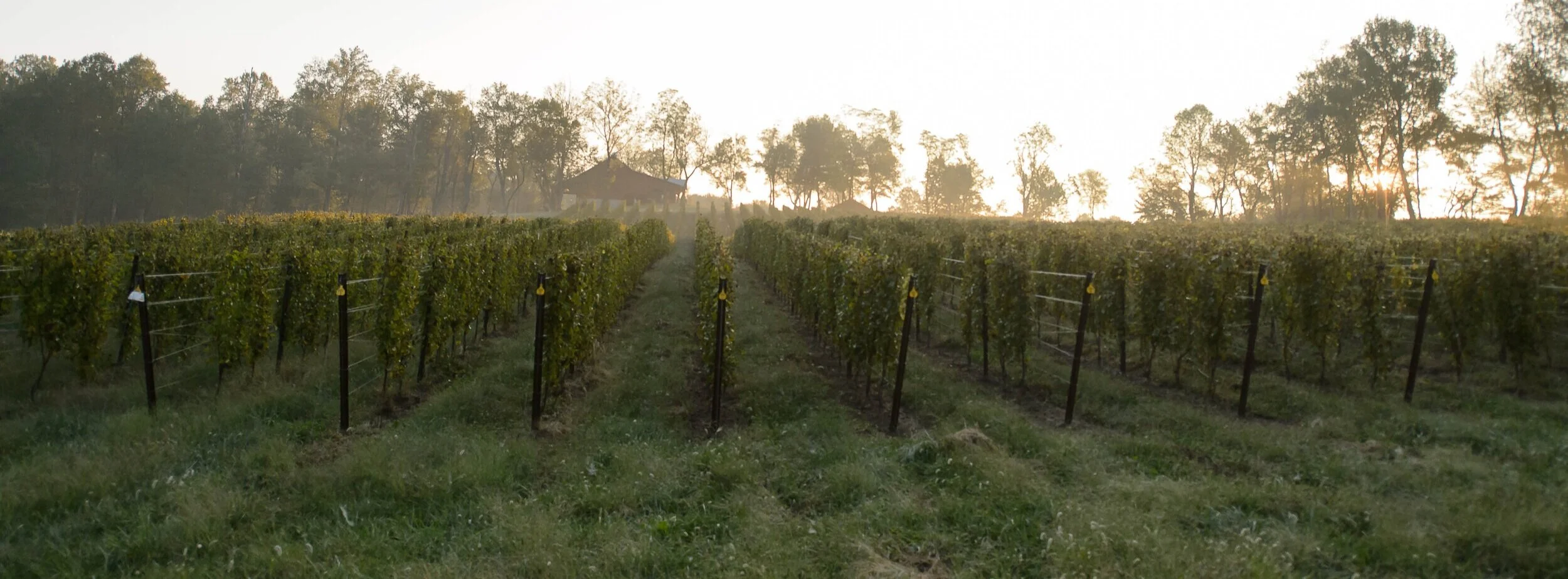 Dodon vineyards a hidden oasis in Davidsonville, MD