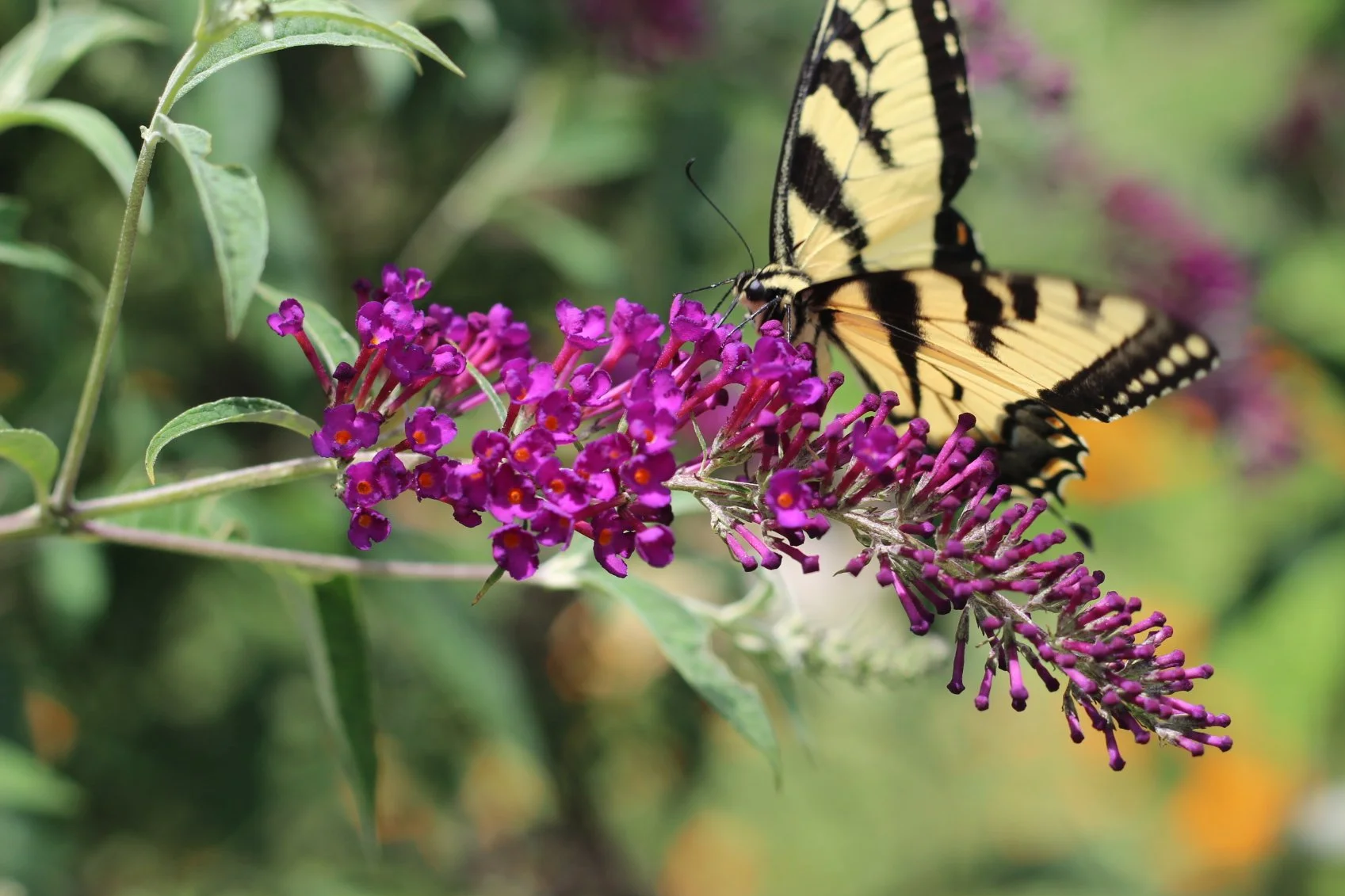 June Yoga in the Vineyard