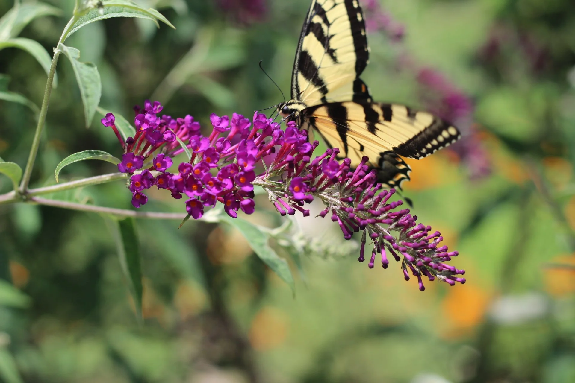 October Yoga in the Vineyard