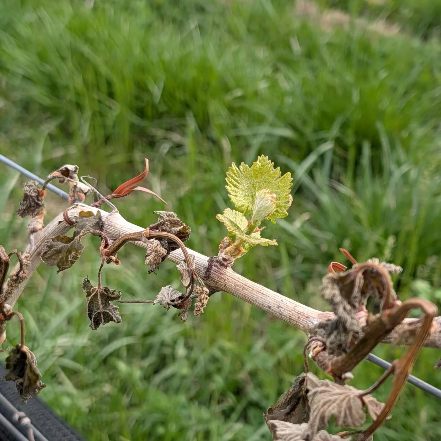 An Update on the April 21 Frost