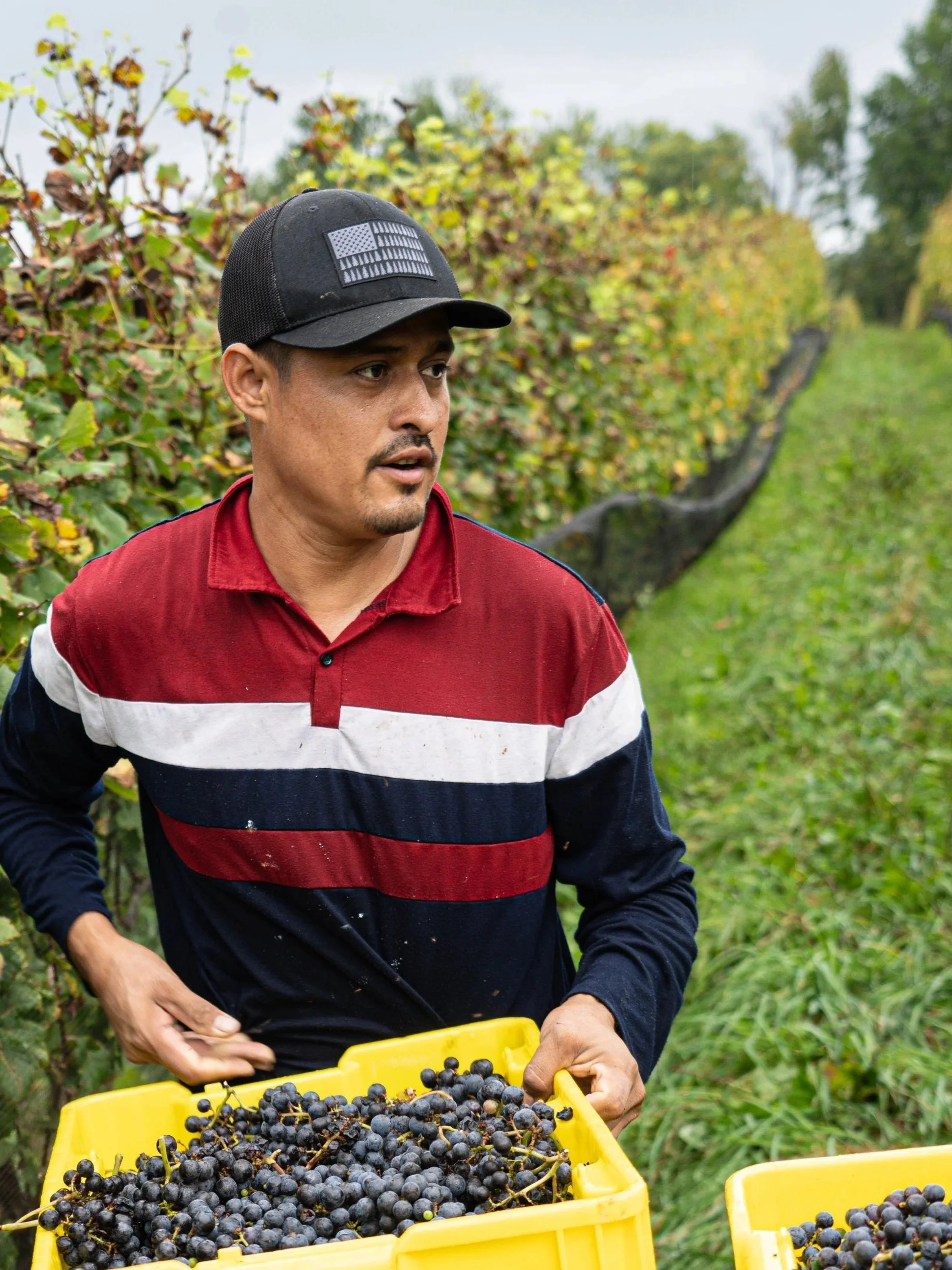 Roberto Gomez, vineyard manager (Copy)