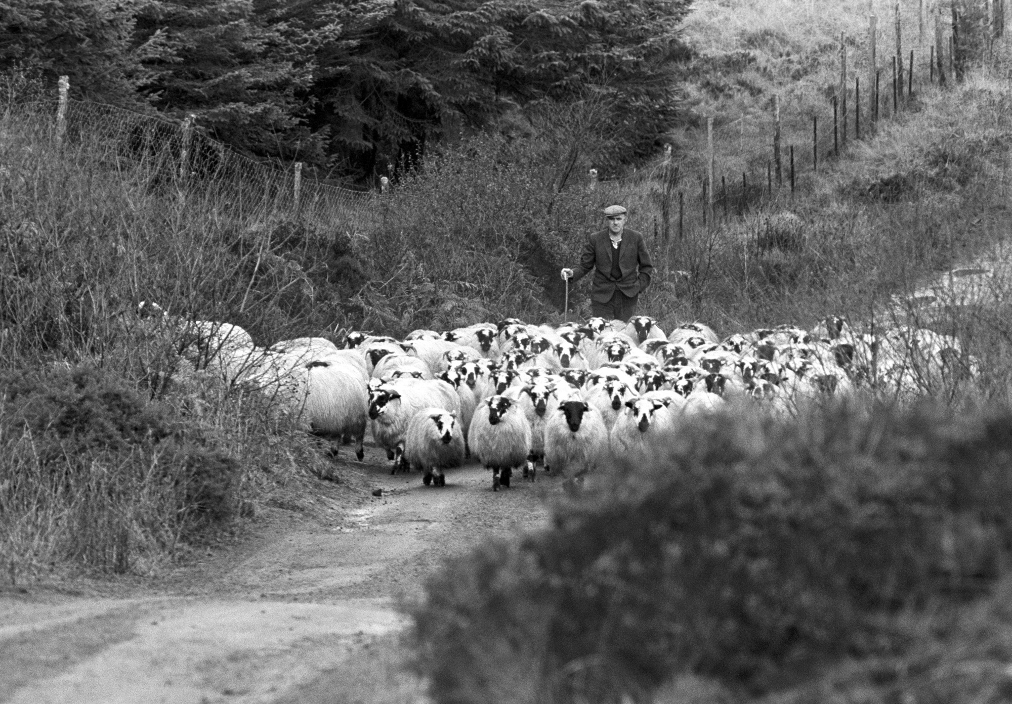shepherd & flock.jpg