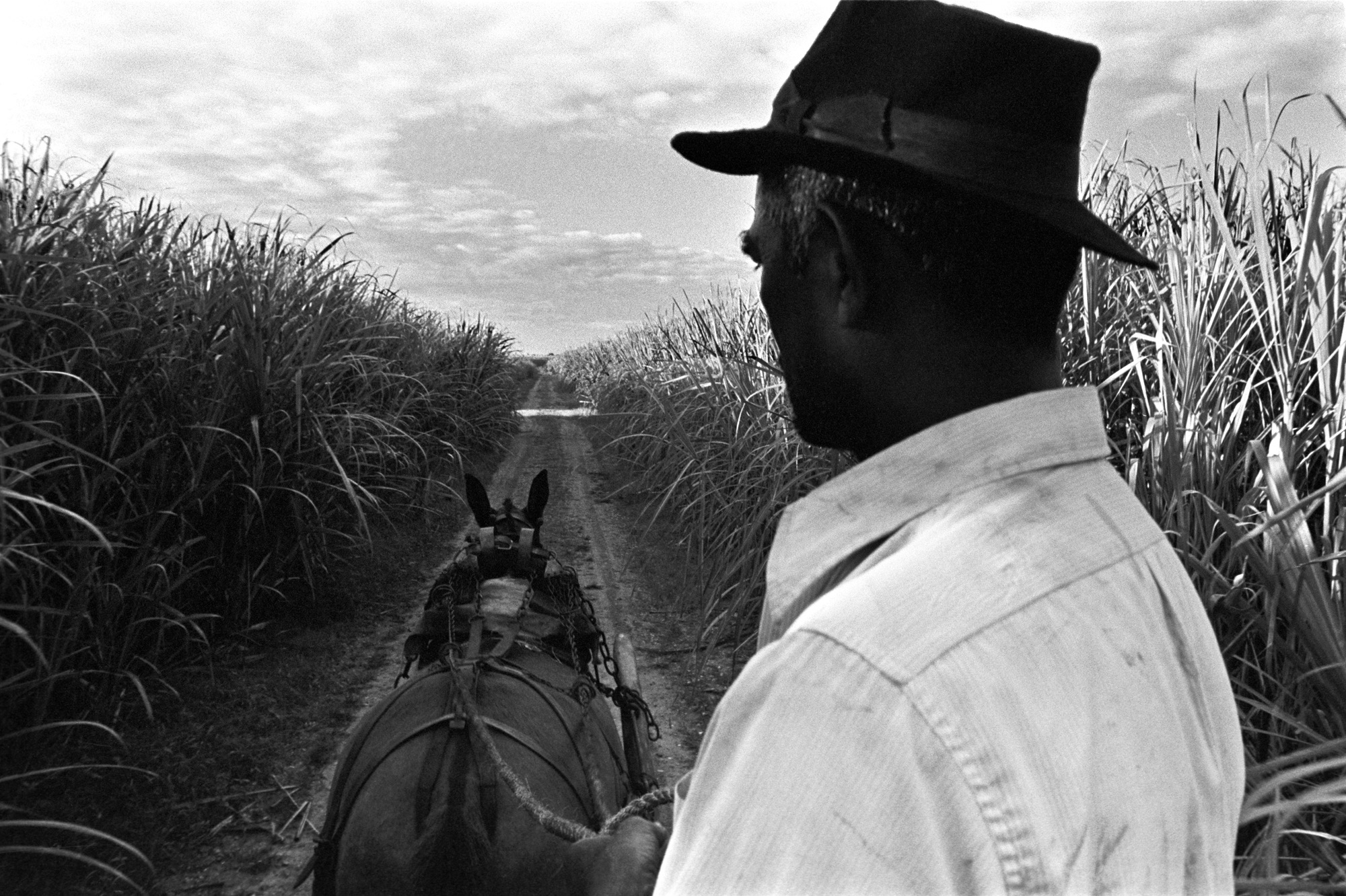  Sonny in cane fields, Trinidad 1973