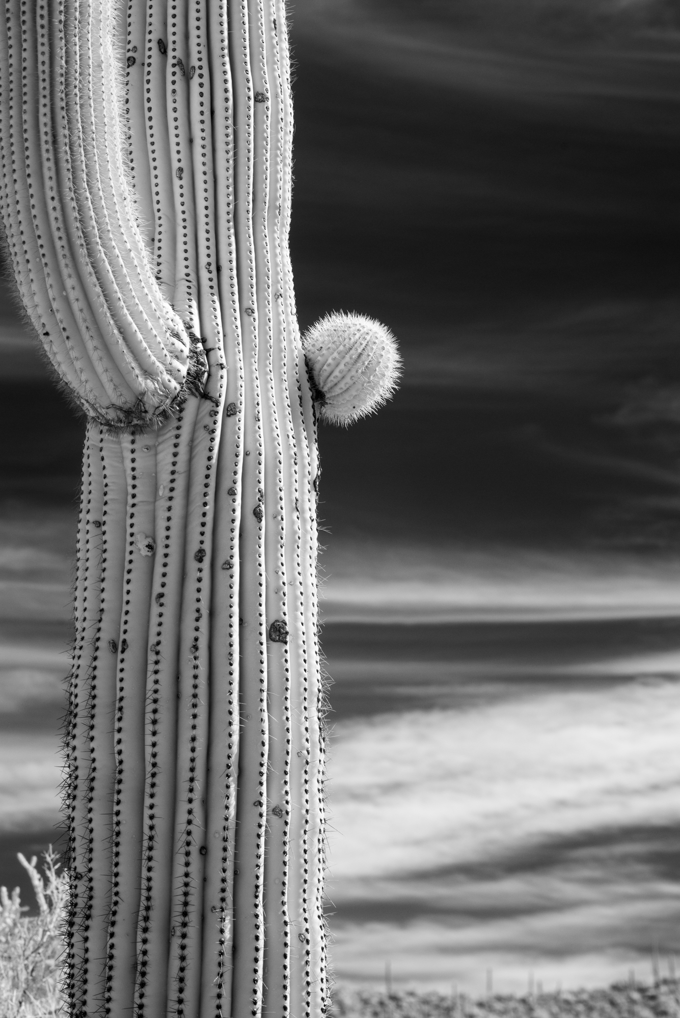 saguaro cactus AZ