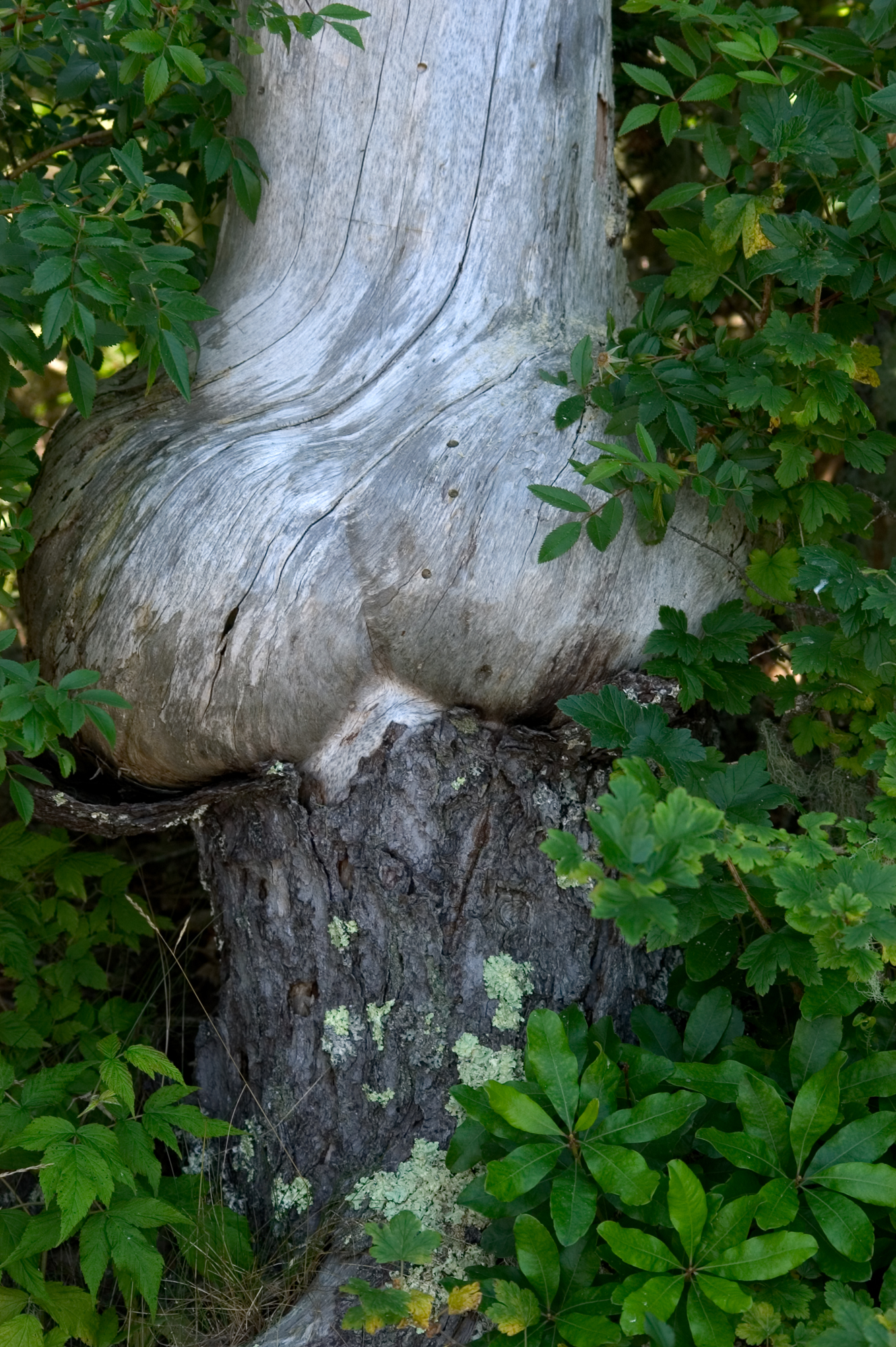 butt burl