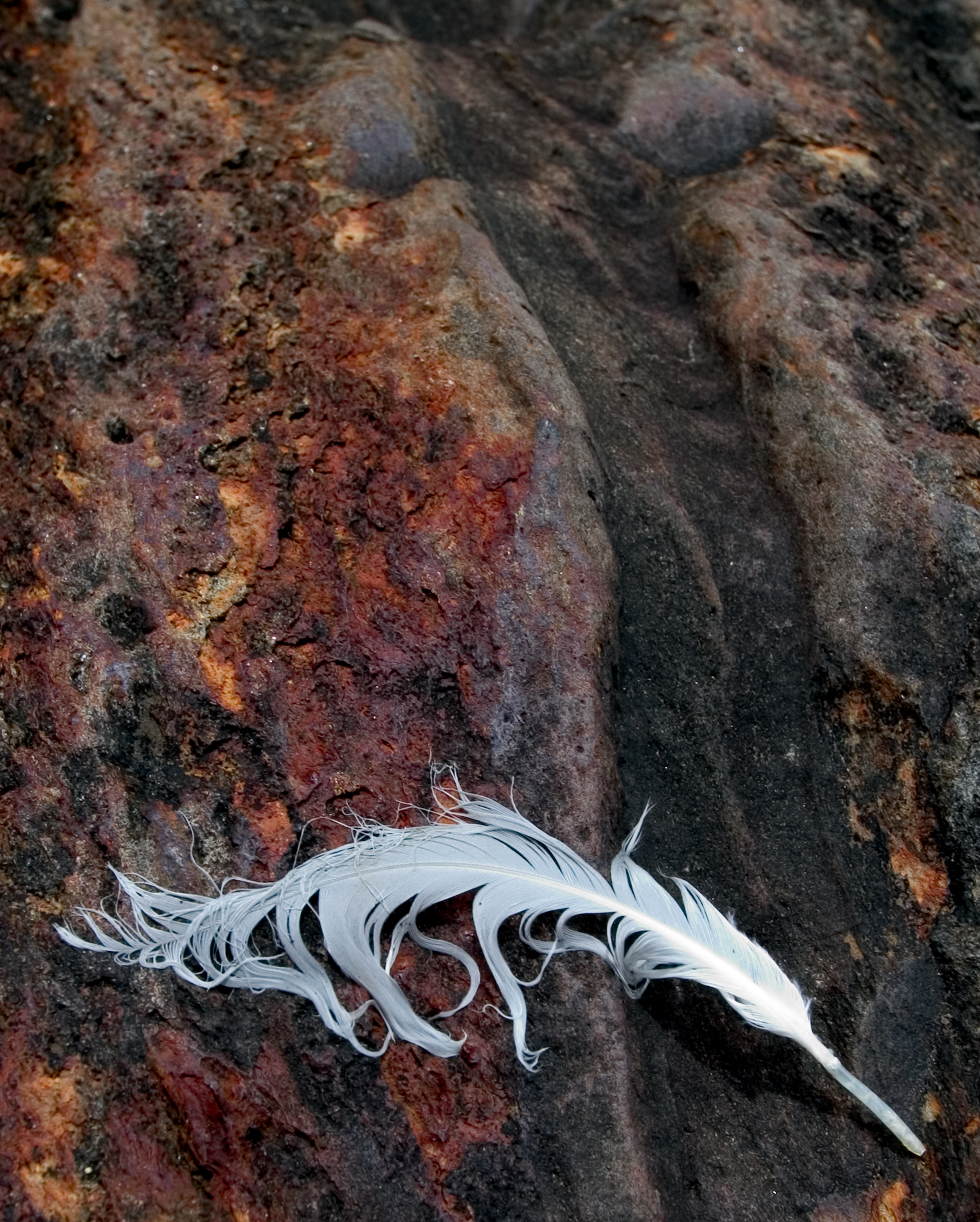 feather on rock.jpg