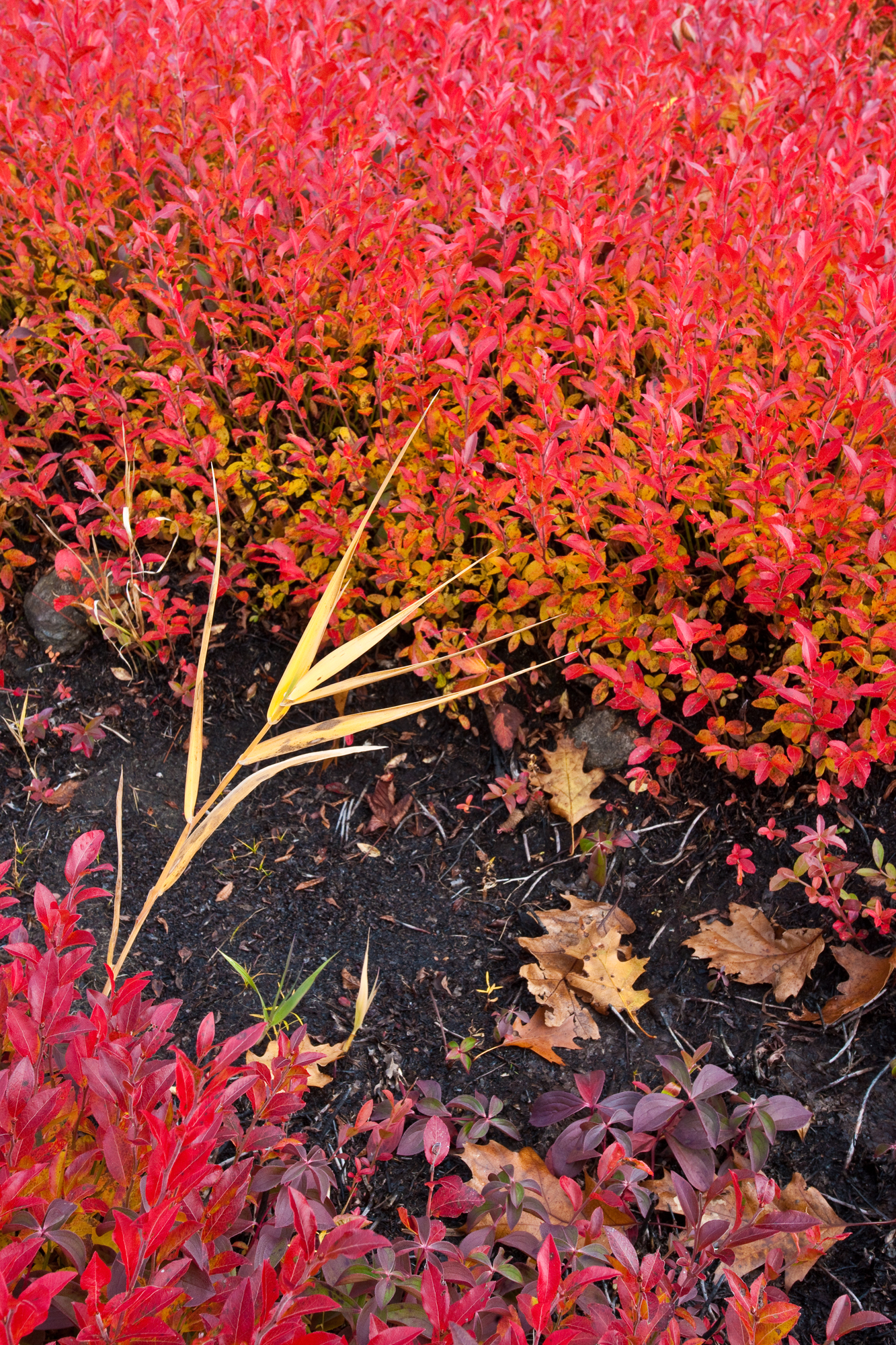 flaming low bush blueberry