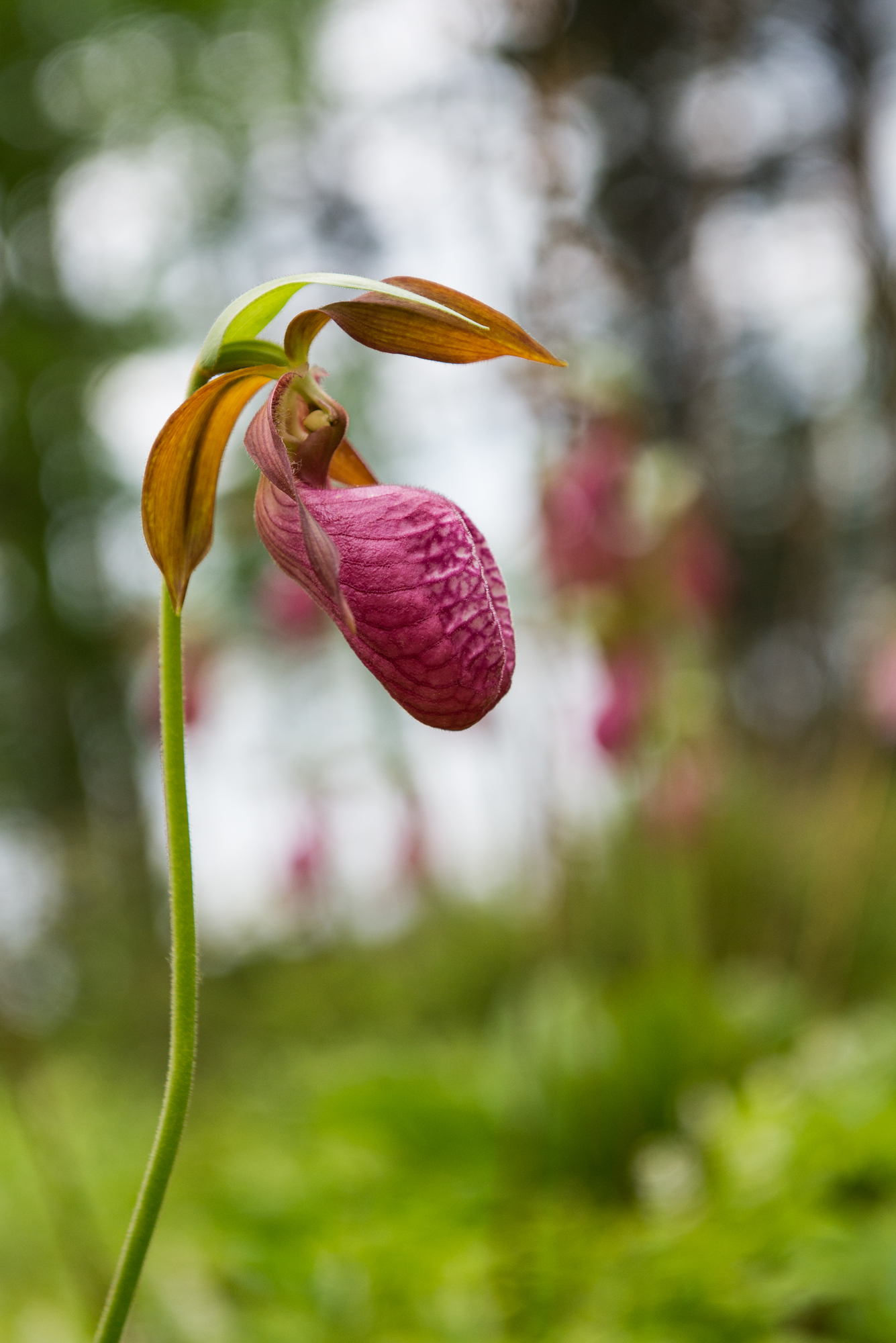 Lady Slipper