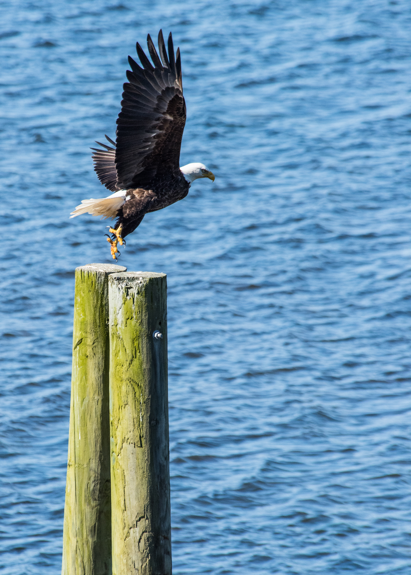 Bald Eagle