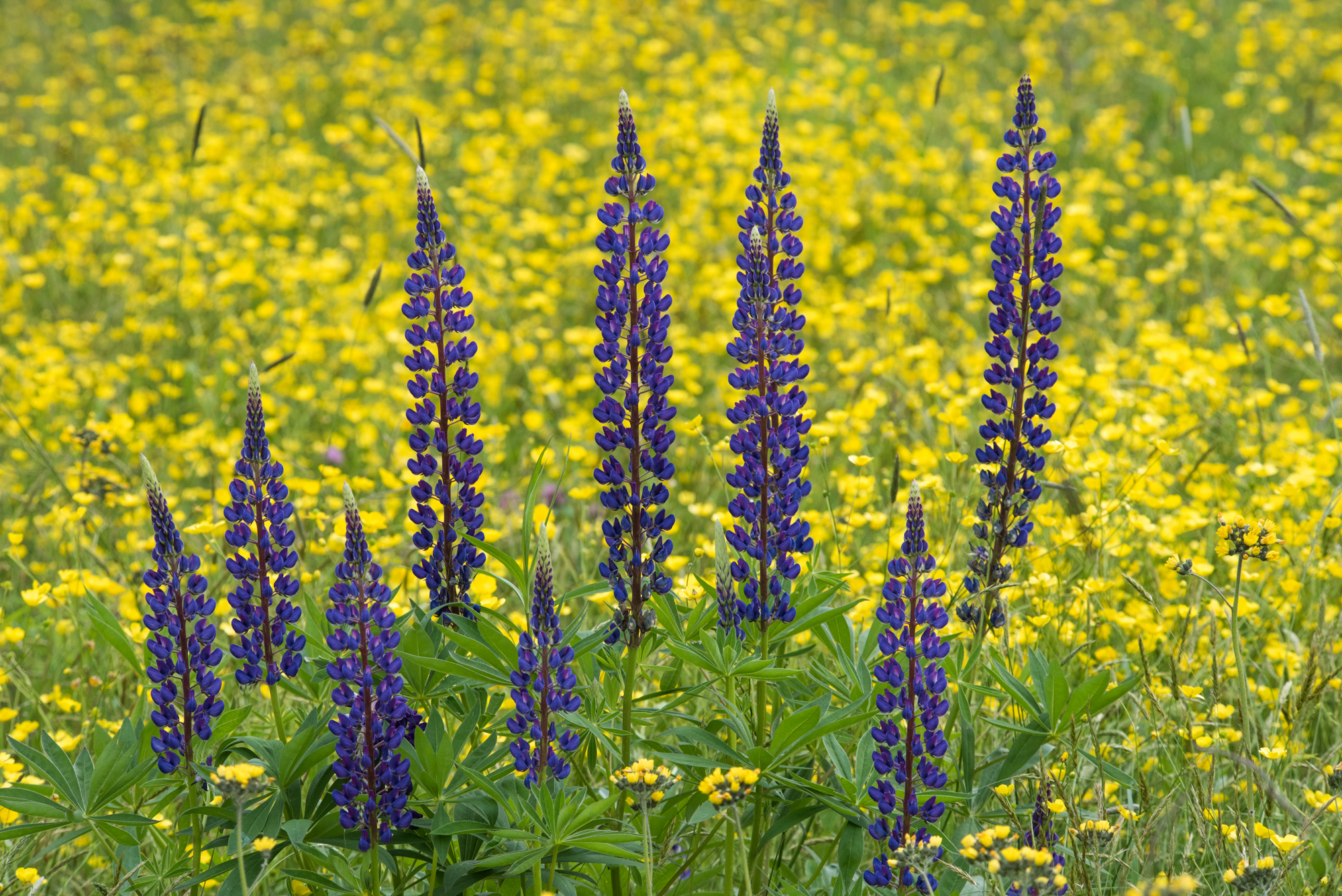 lupine