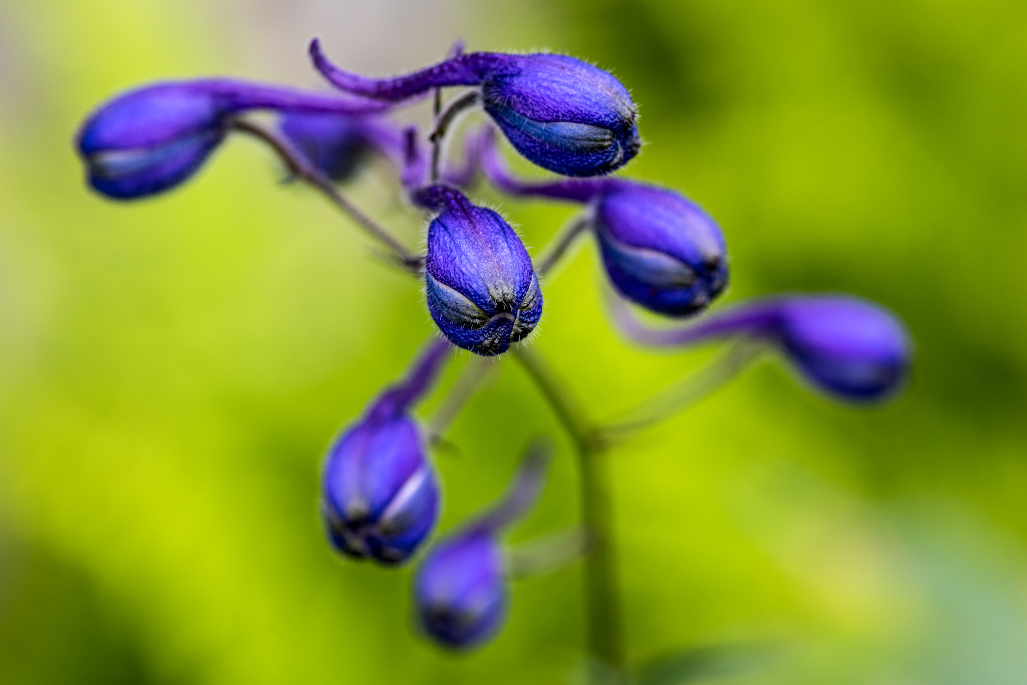 Delphinium