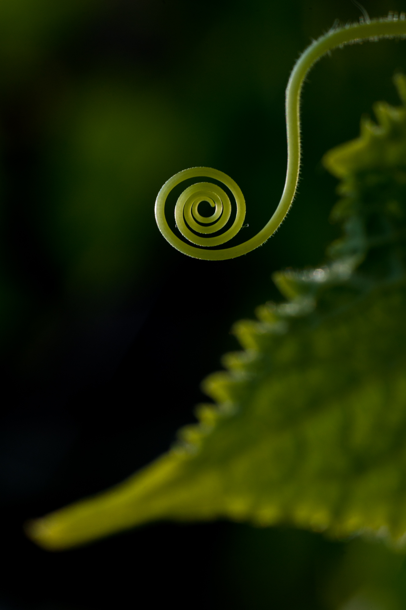 cucumber tendril