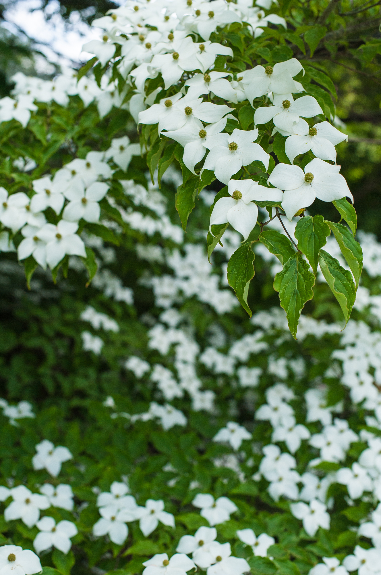 Korean Dogwood