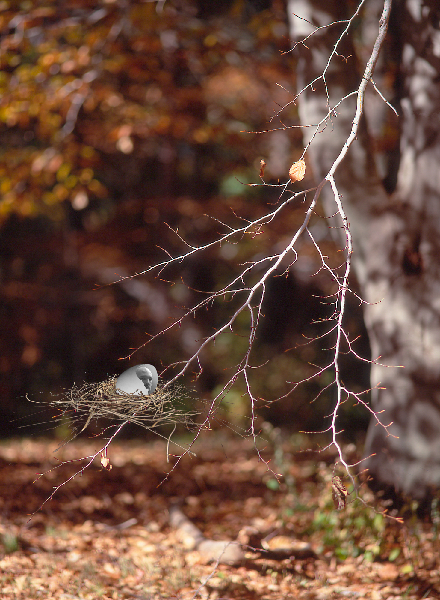 oak branch nest.jpg