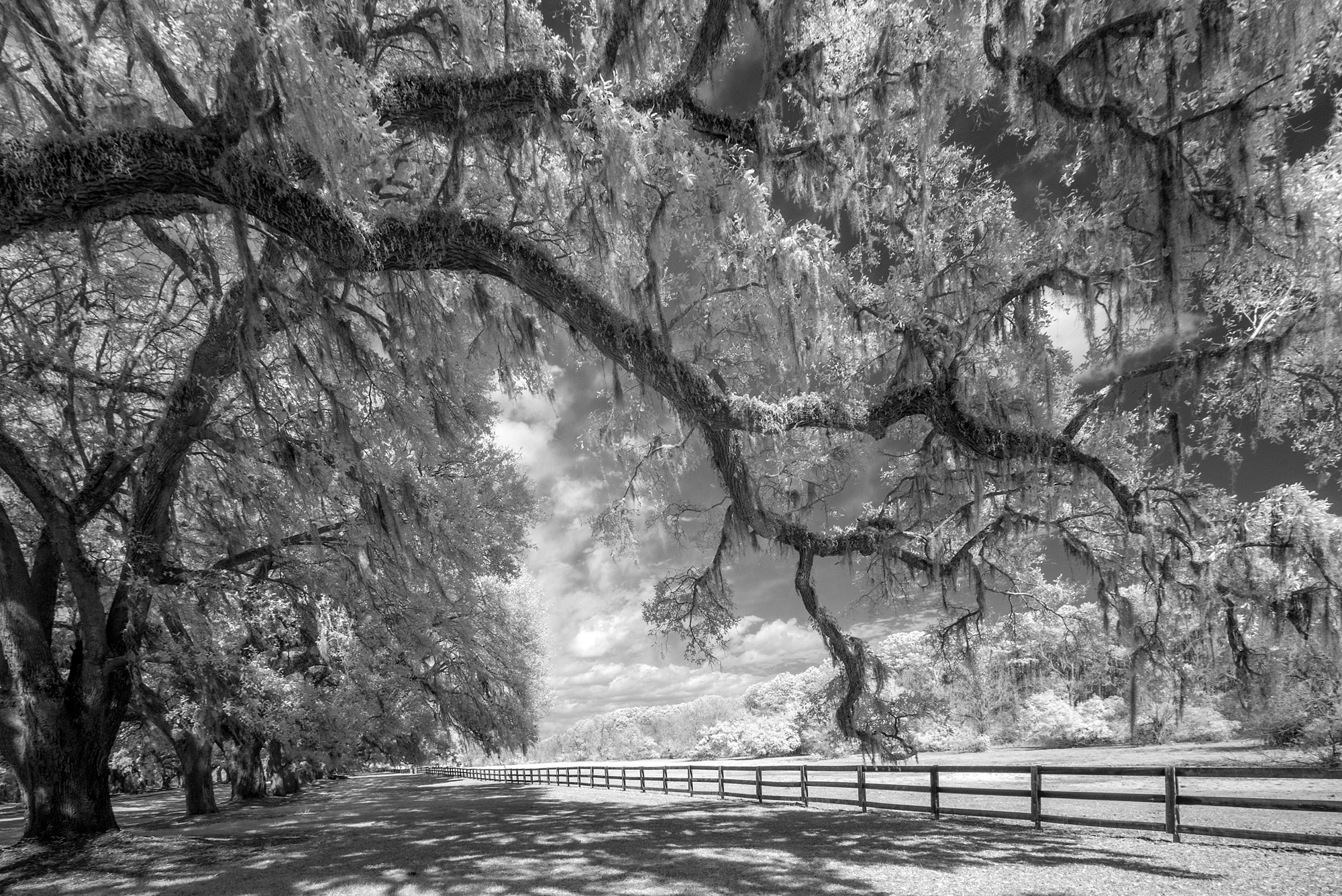 Boone Hall Plantation SC