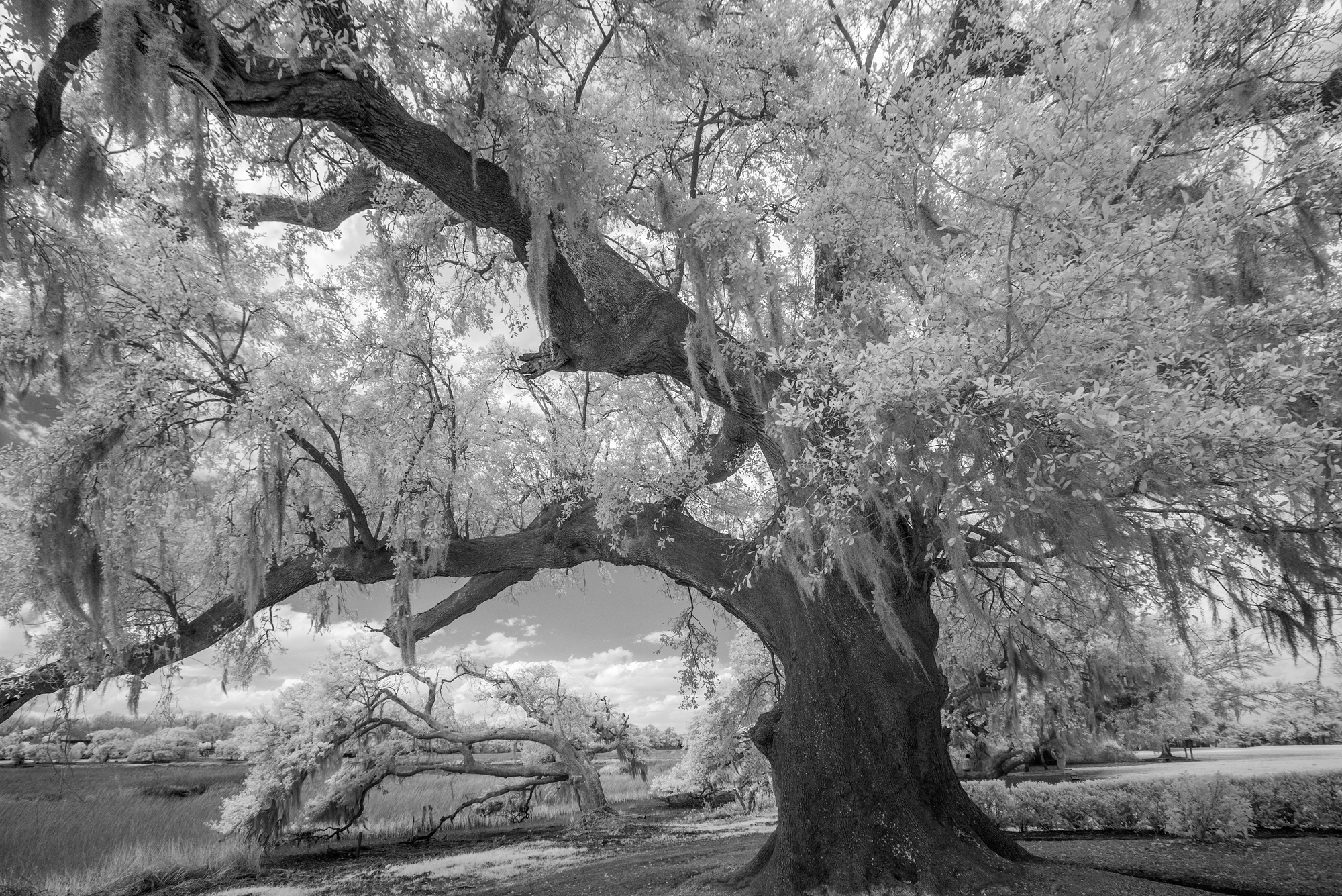 Boone Hall Plantation SC