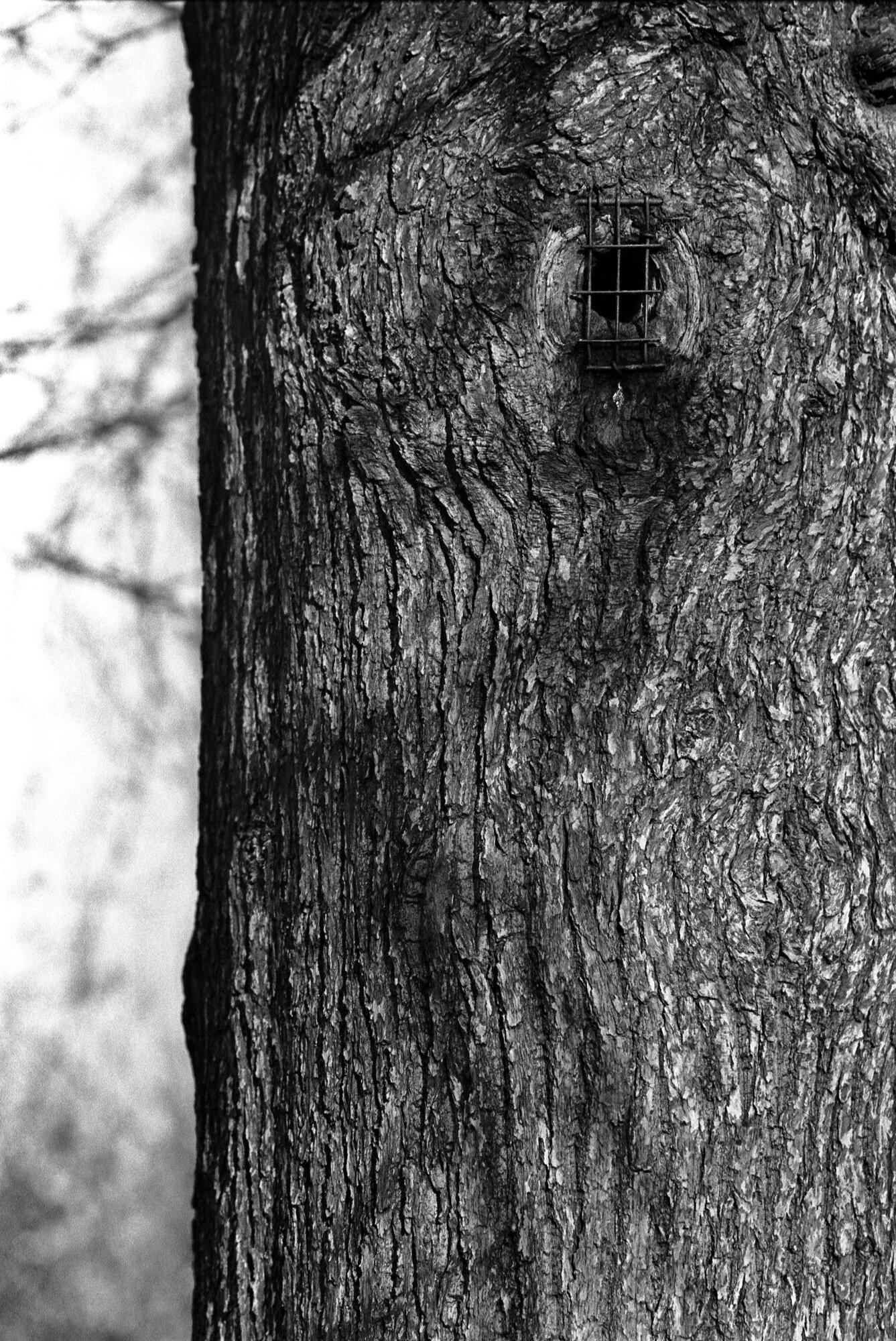 bars on a tree.jpg