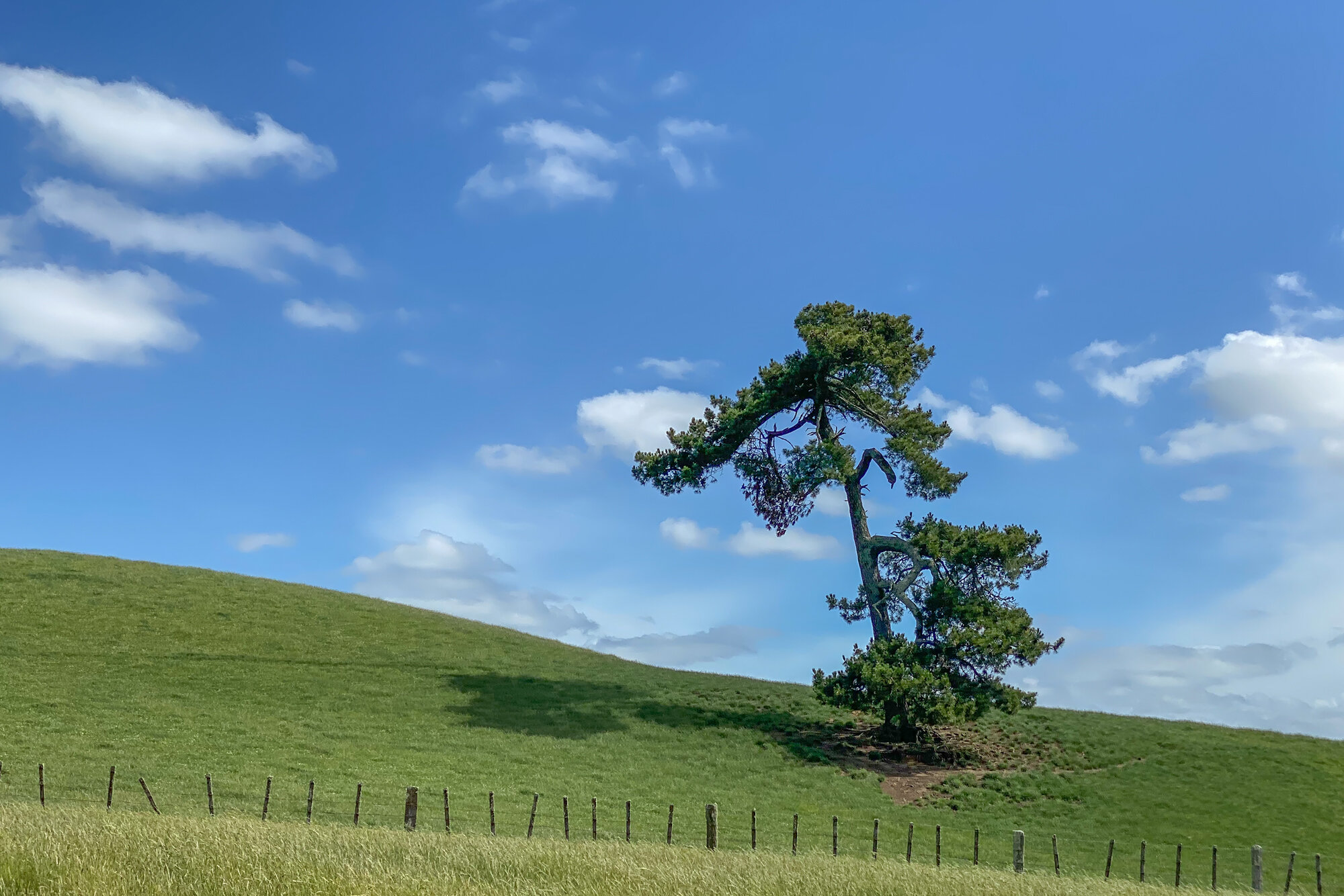 Hobbiton Tree.jpg