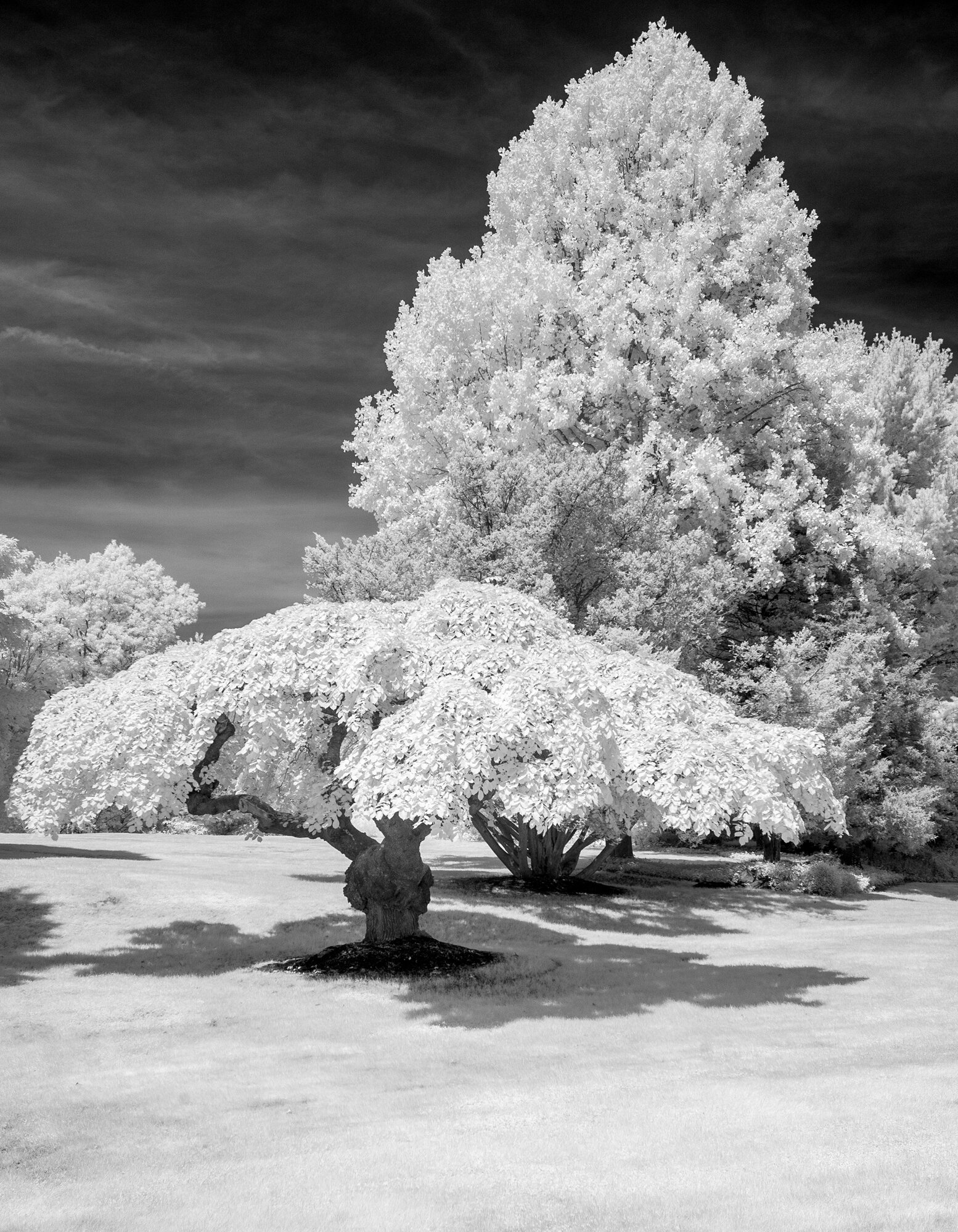 Hingham umbrella tree 1.jpg