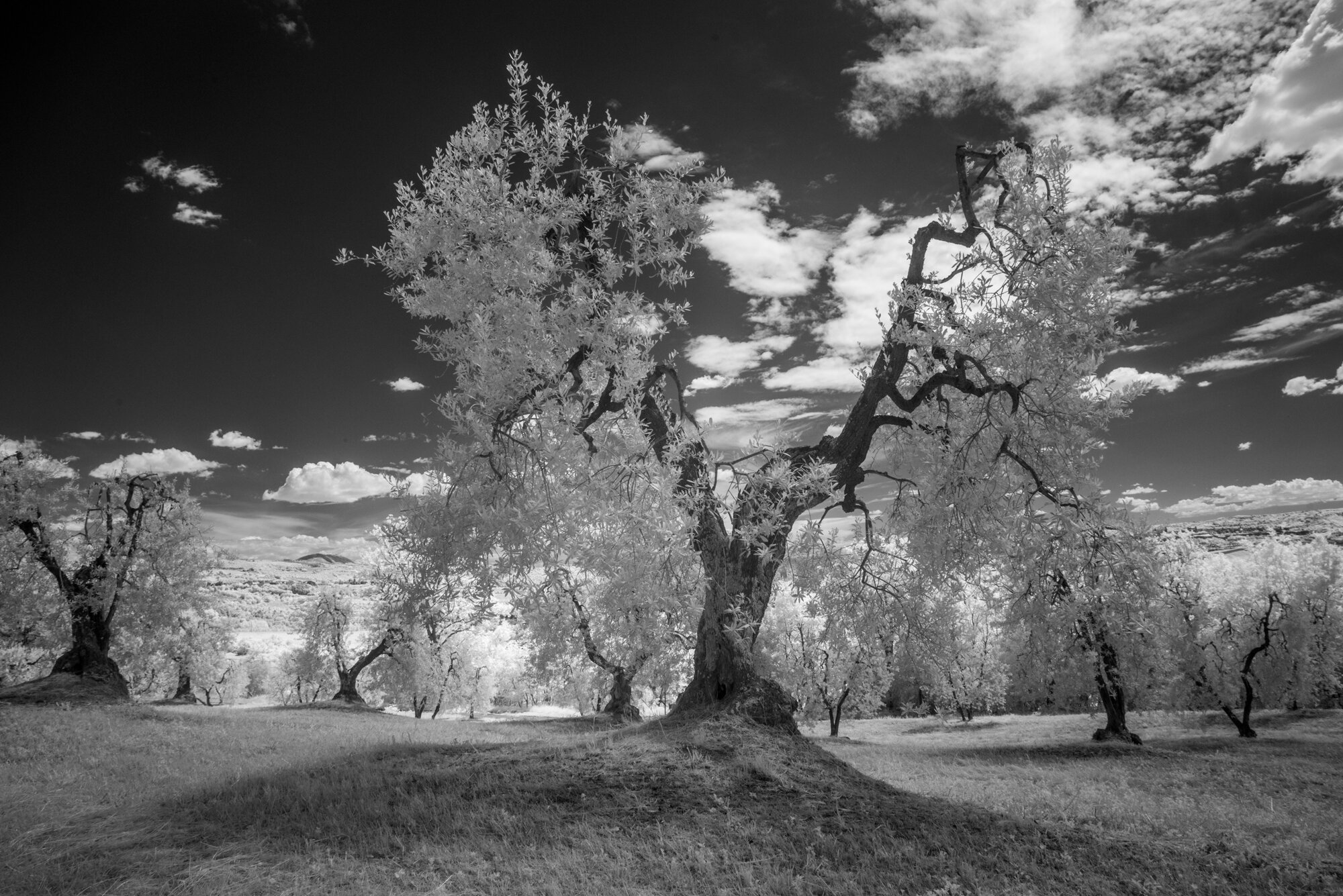 Olive grove.jpg