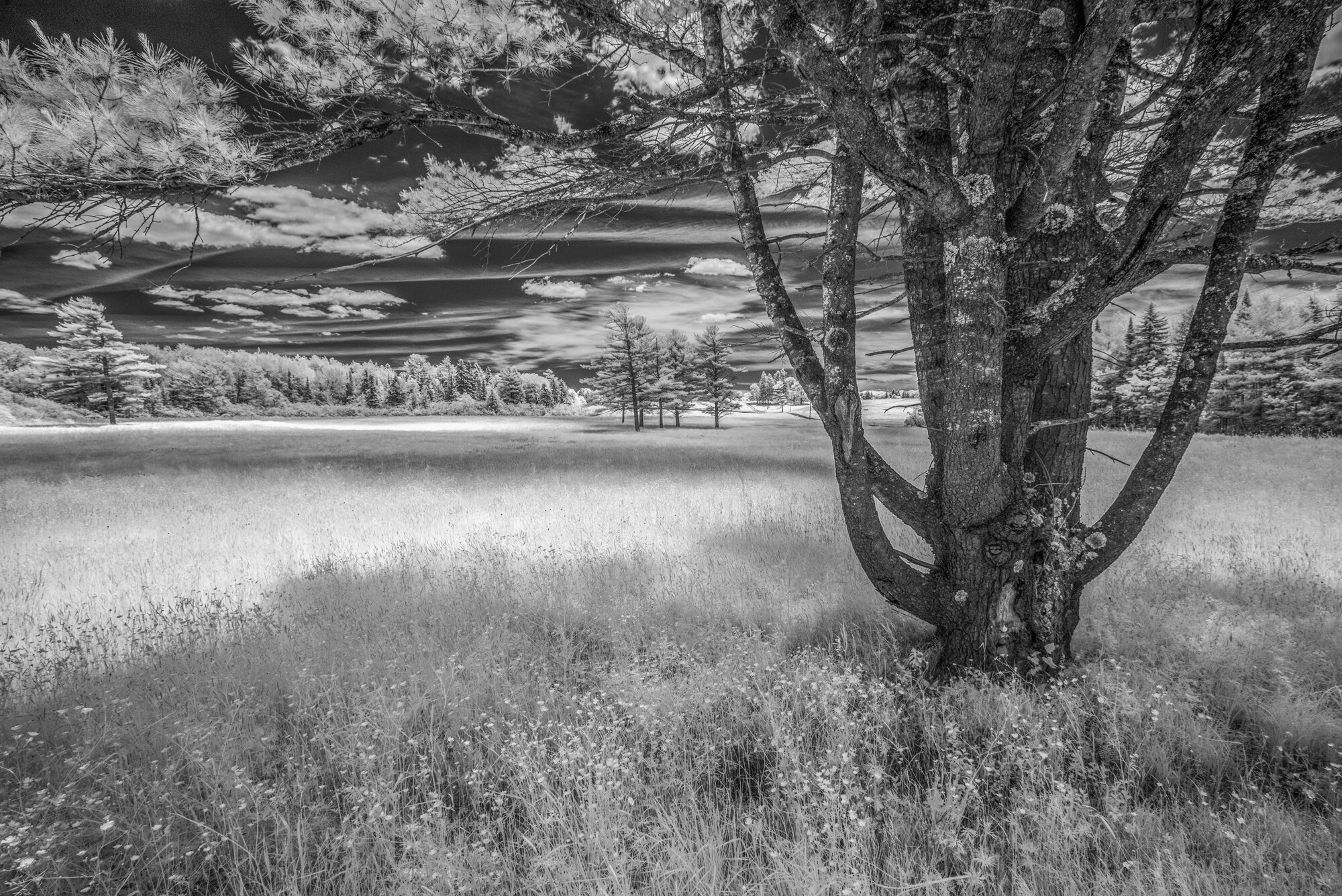 Wyeth field.jpg