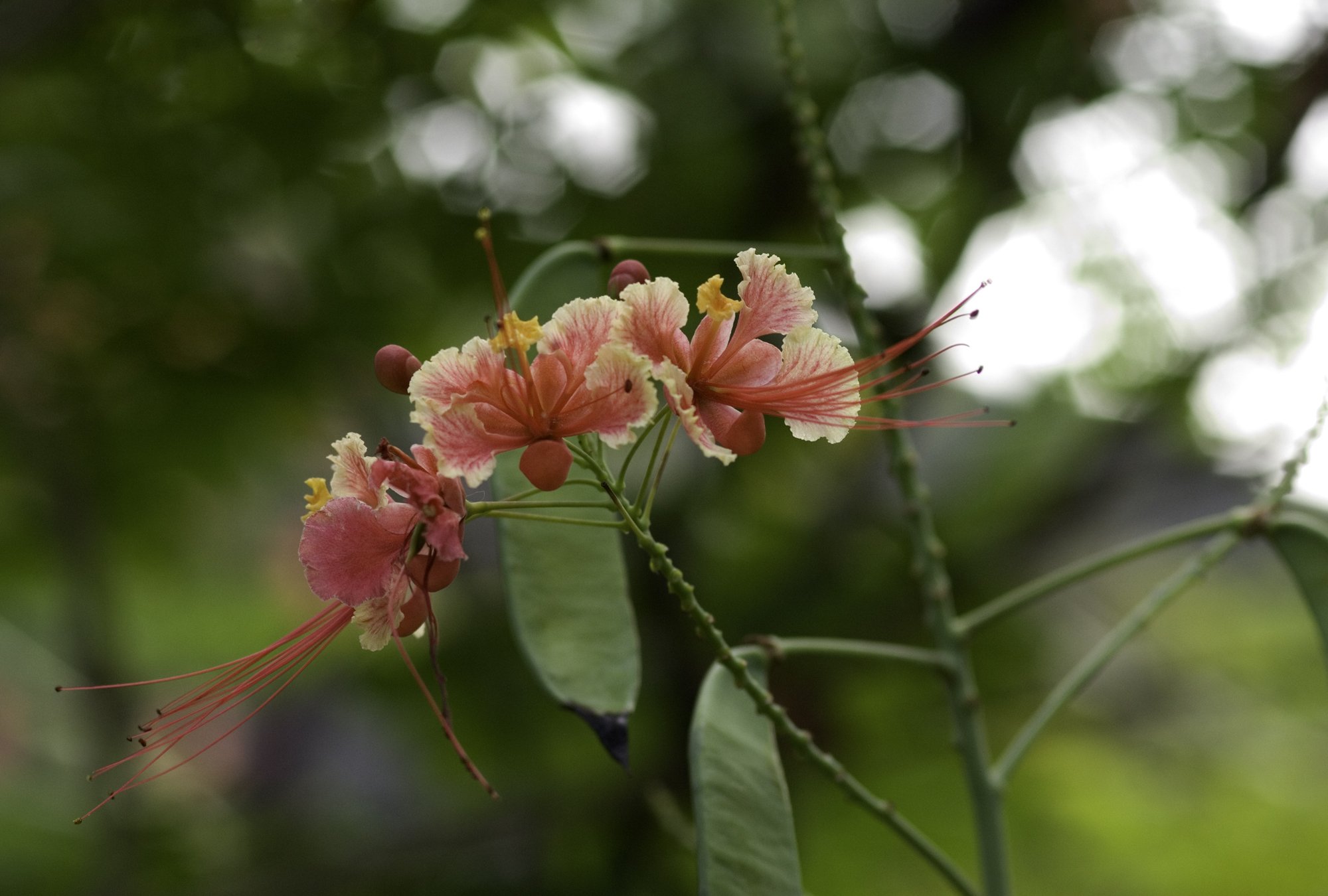 Caneel flowers.JPG