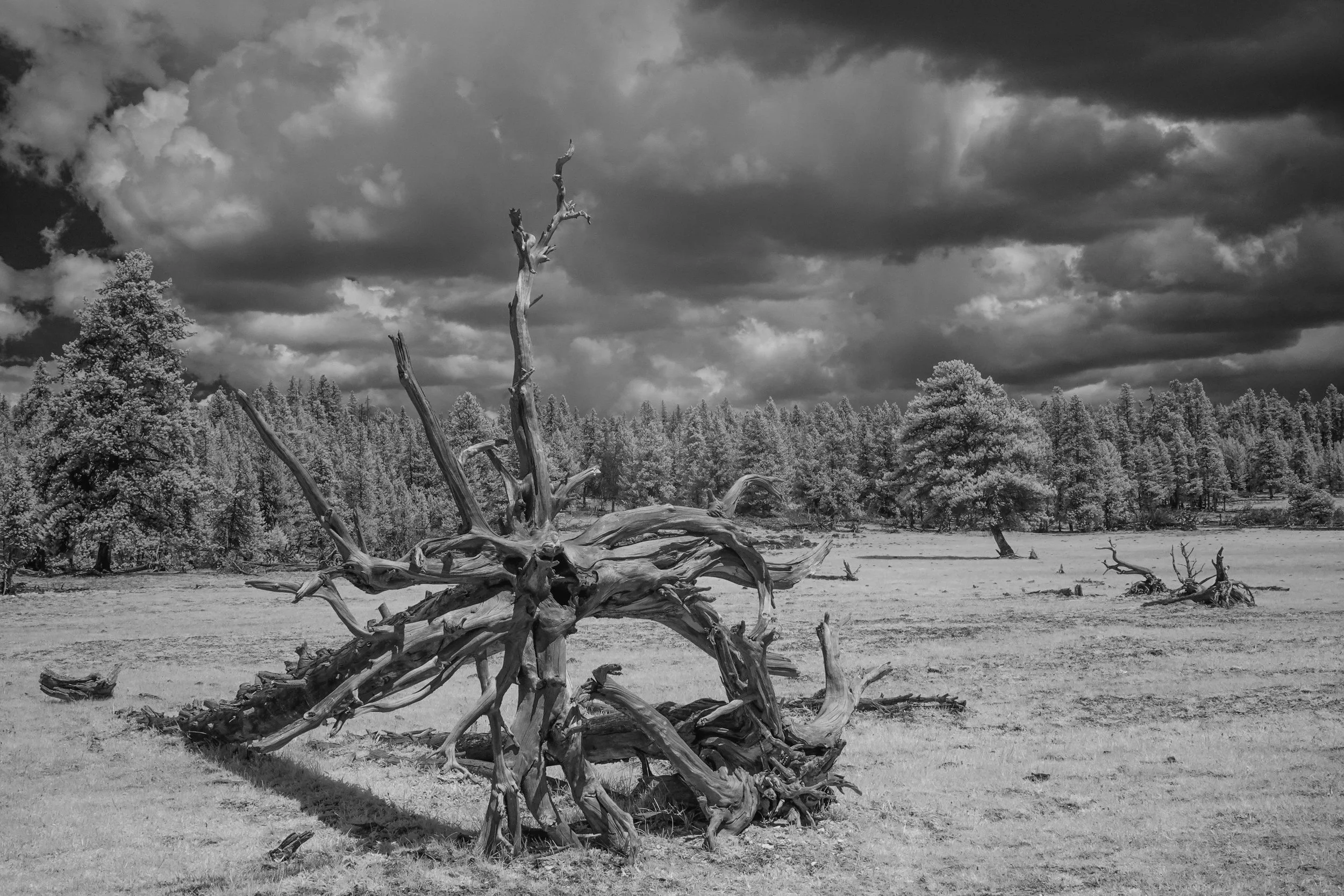 Yellowstone Natl Park, Utah
