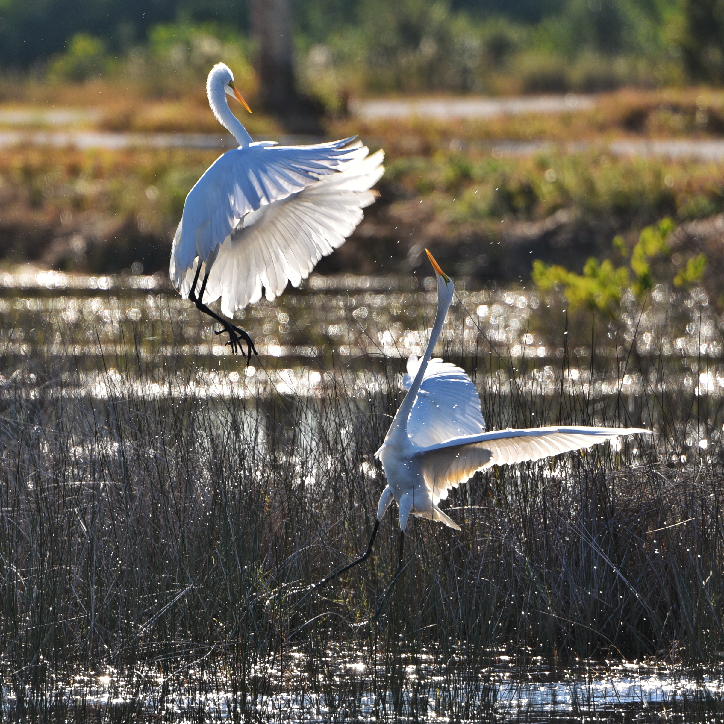 Merritt Preserve, Florida