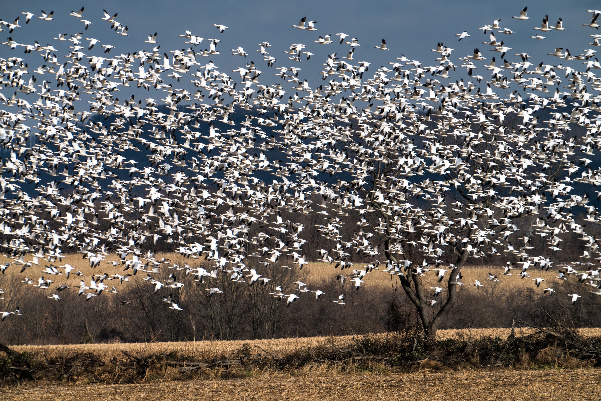 Snow geese migrating south