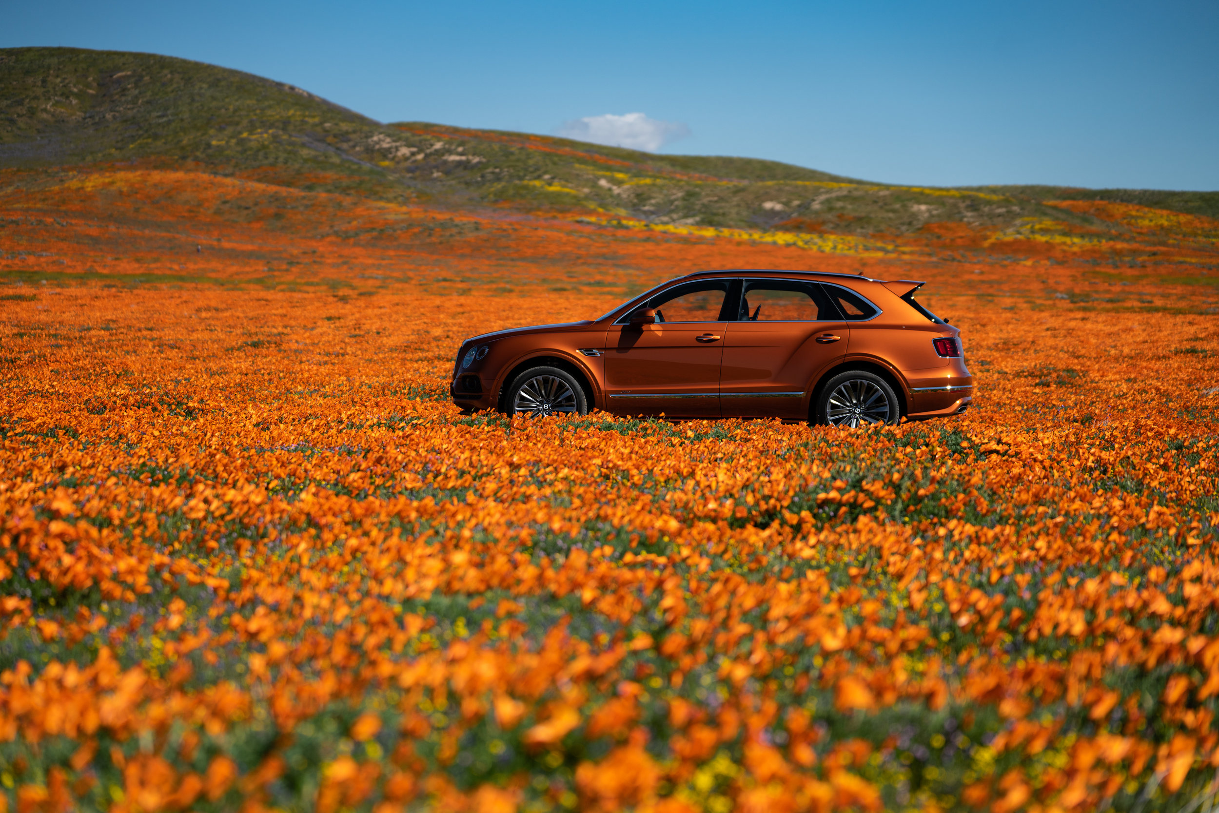 Bentley Bentayga Speed, amid the Poppies of the Antelope Valley