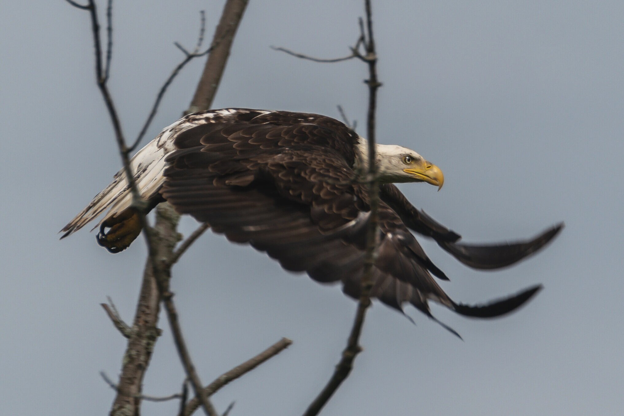 Bald Eagle at Trexler Preserve