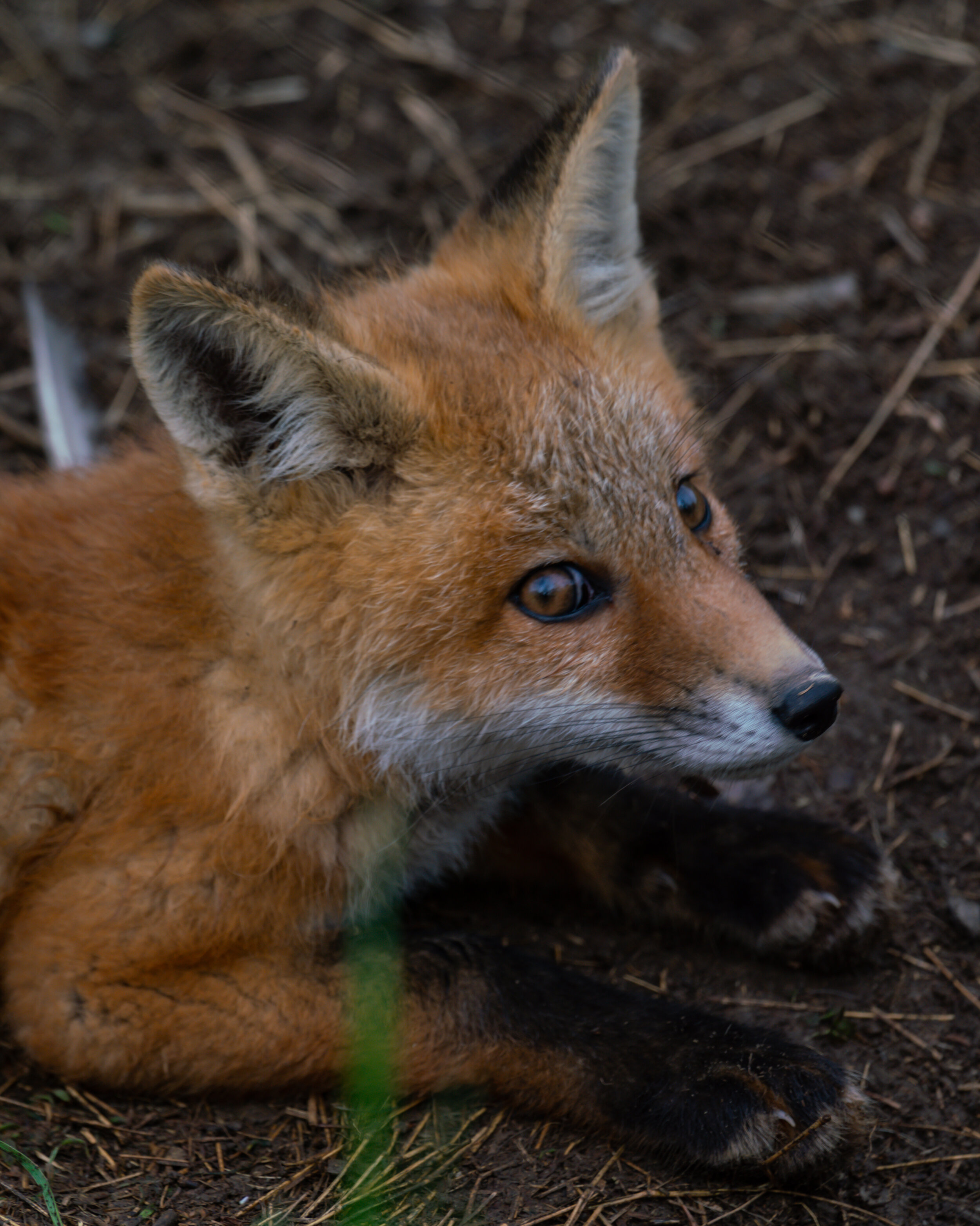 Baby fox at Trexler Preserve