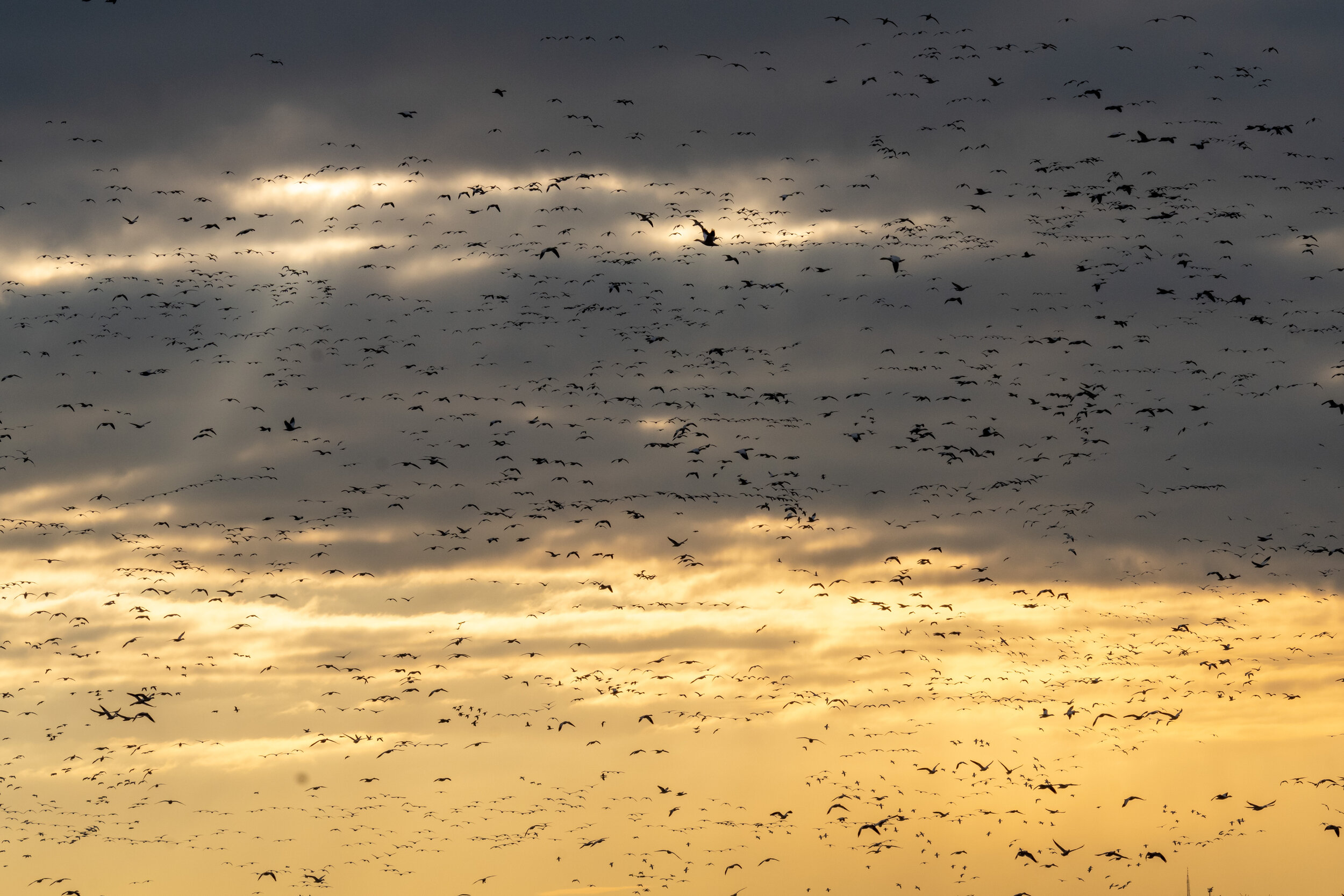 Snow Geese Above Eastern Pennsylvania