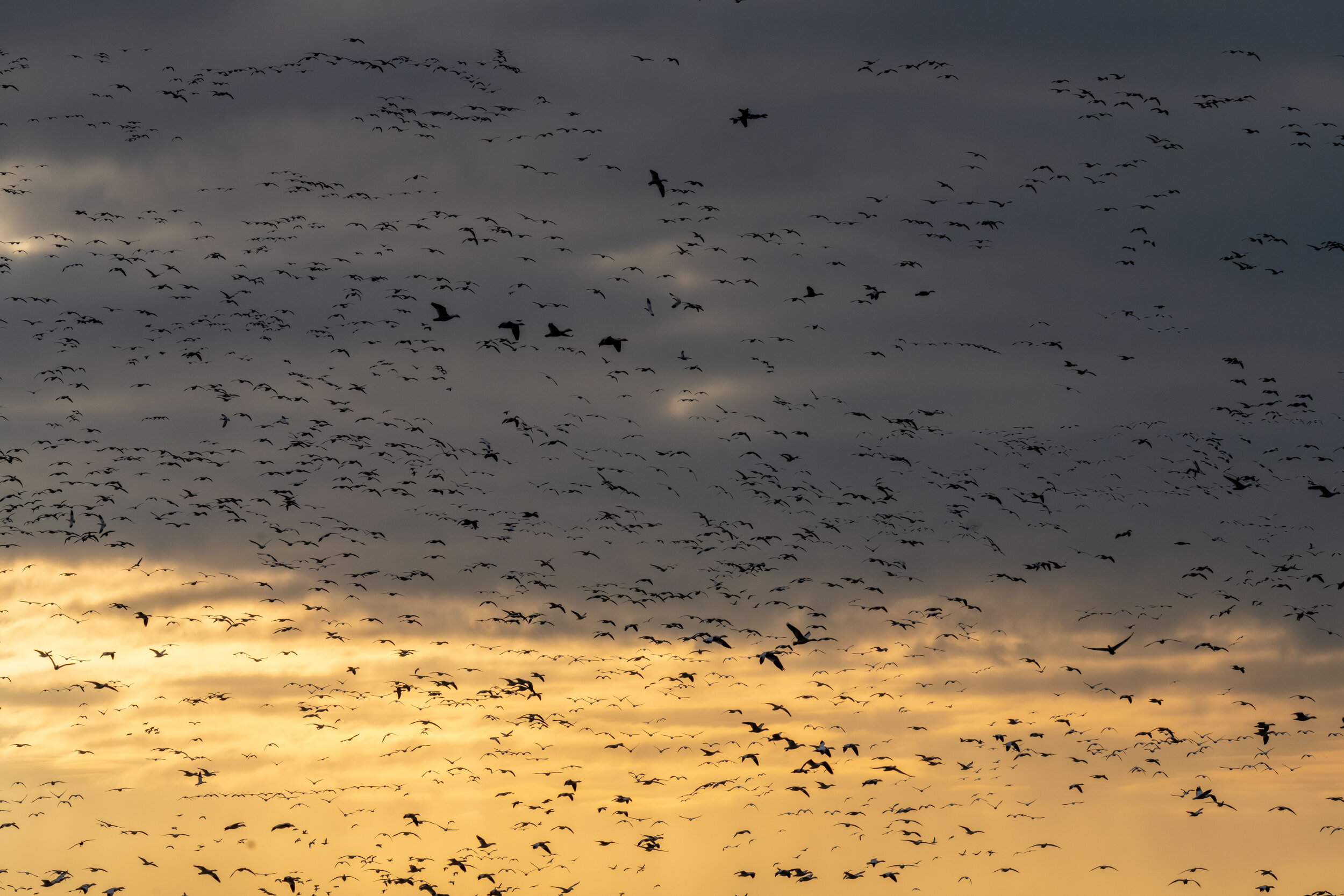 20210119-snowgeese-DSC05428.jpg