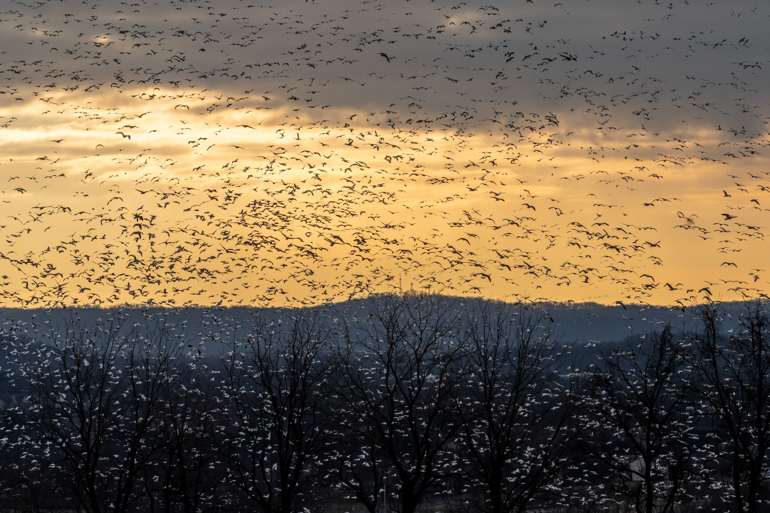 20210119-snowgeese-DSC05421.jpg