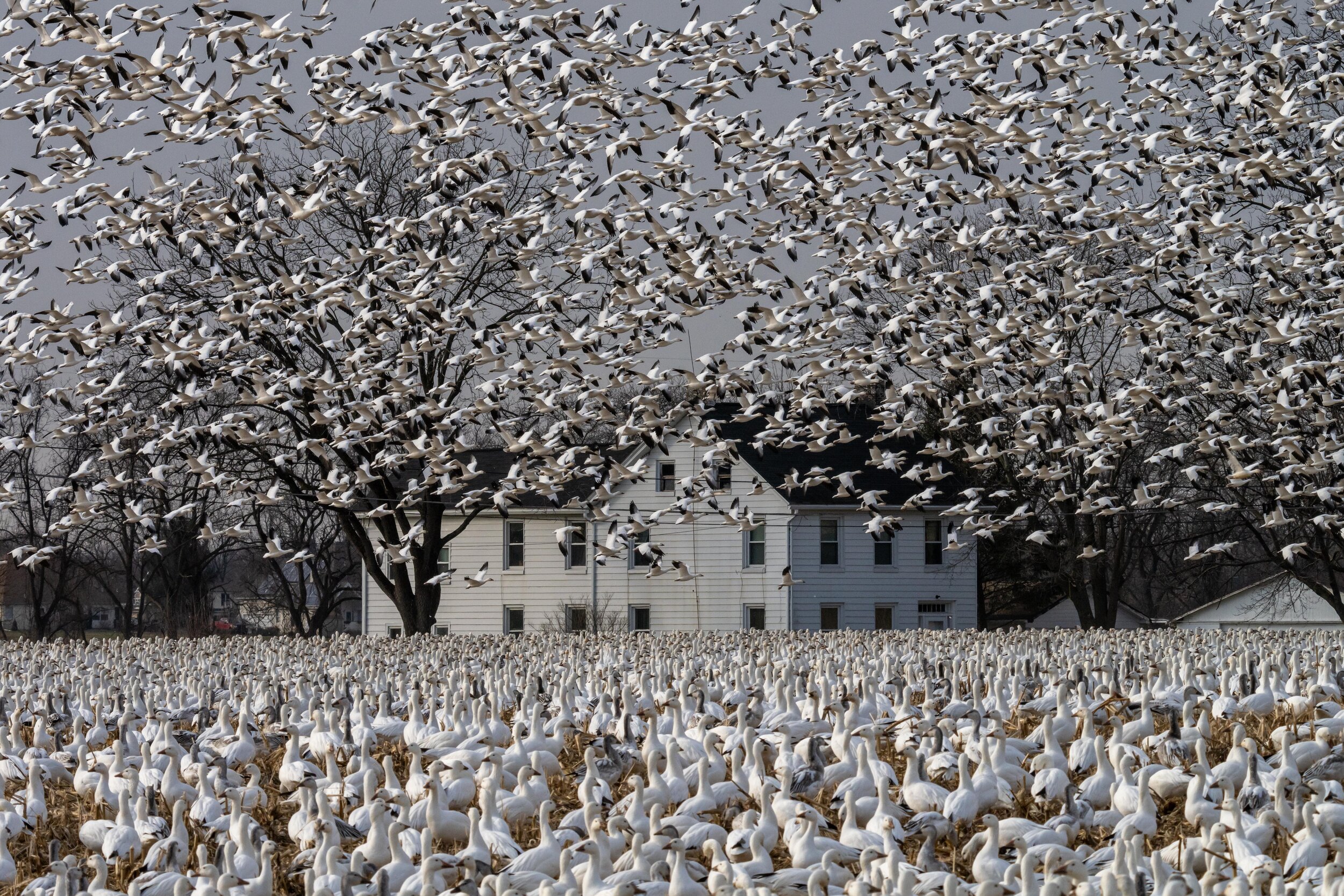 Snow Geese in Pennsylvania