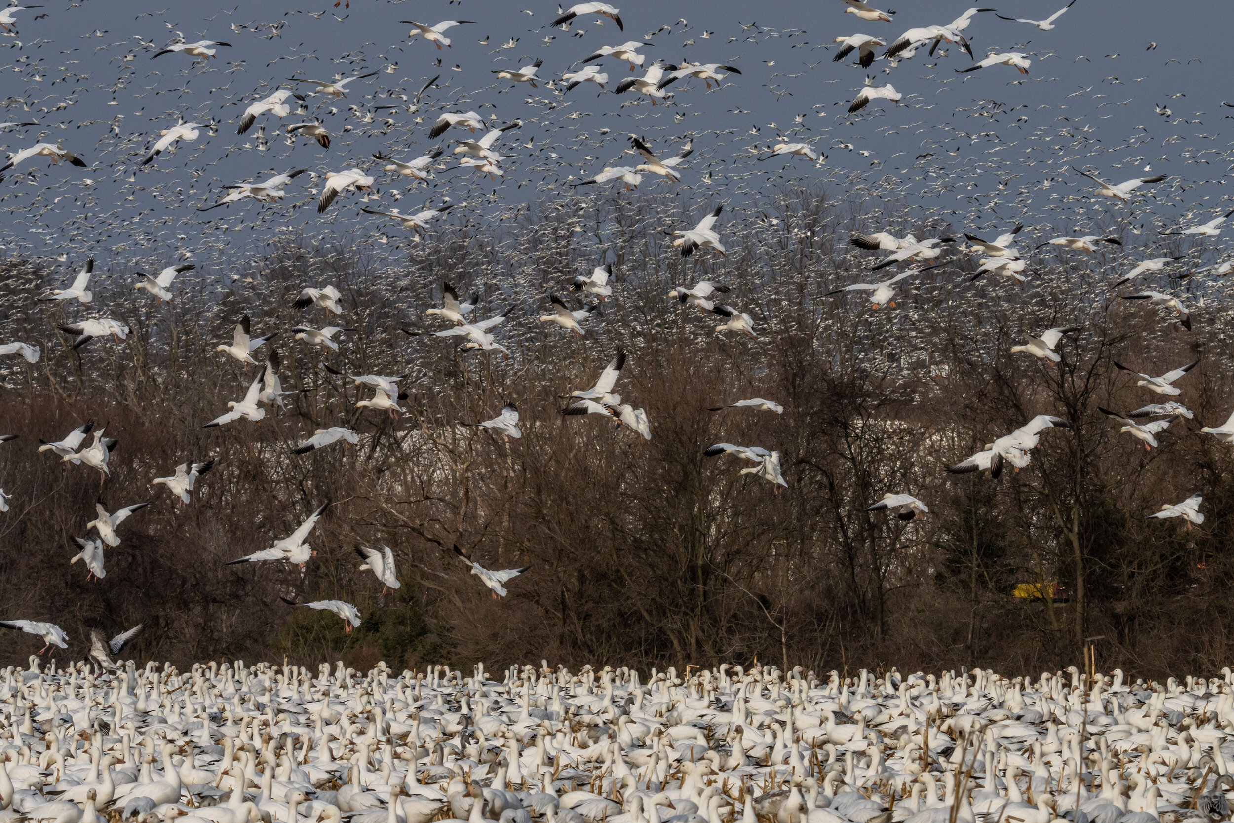 20210119-snowgeese-DSC05860.jpg