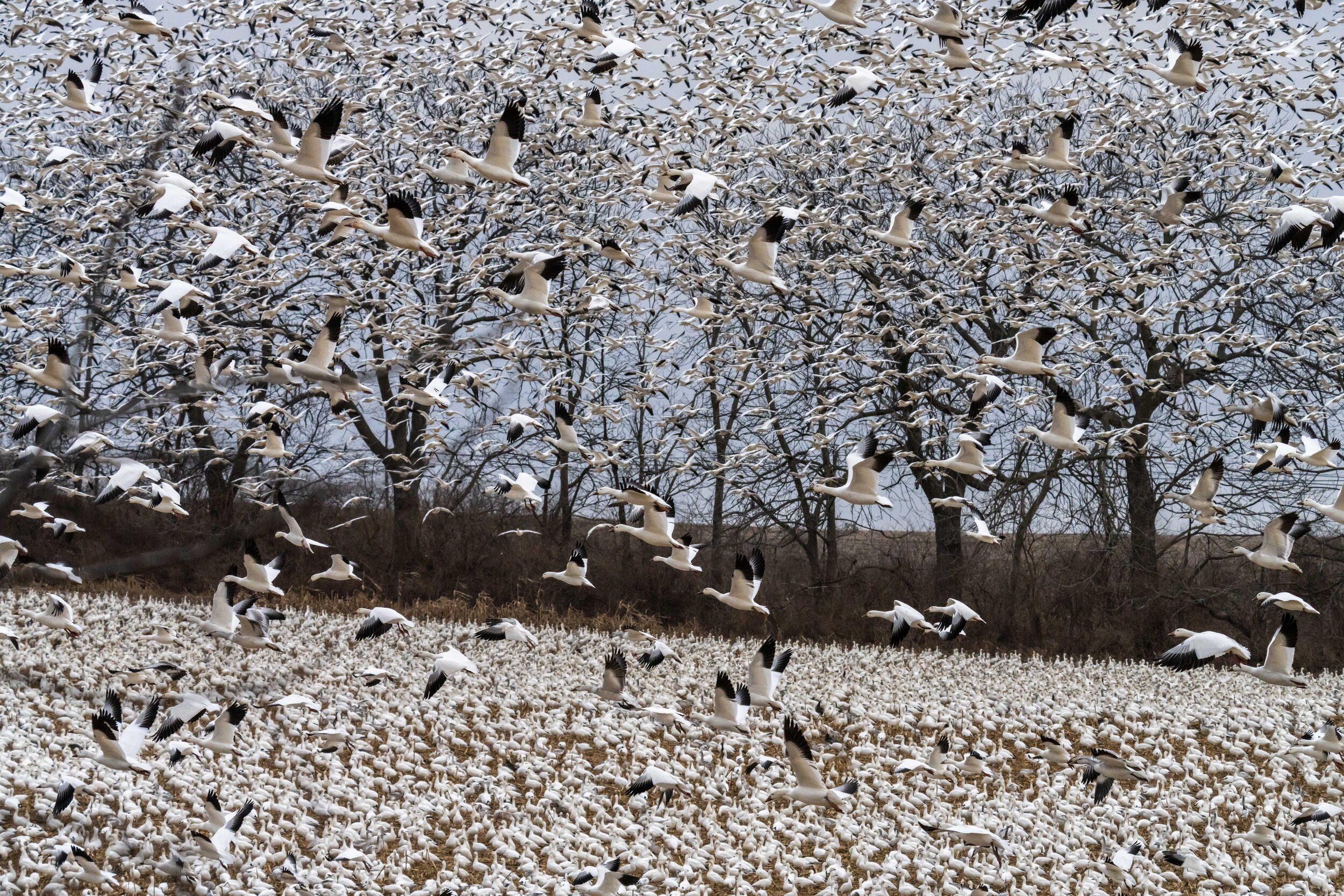 20210119-snowgeese-DSC05528.jpg