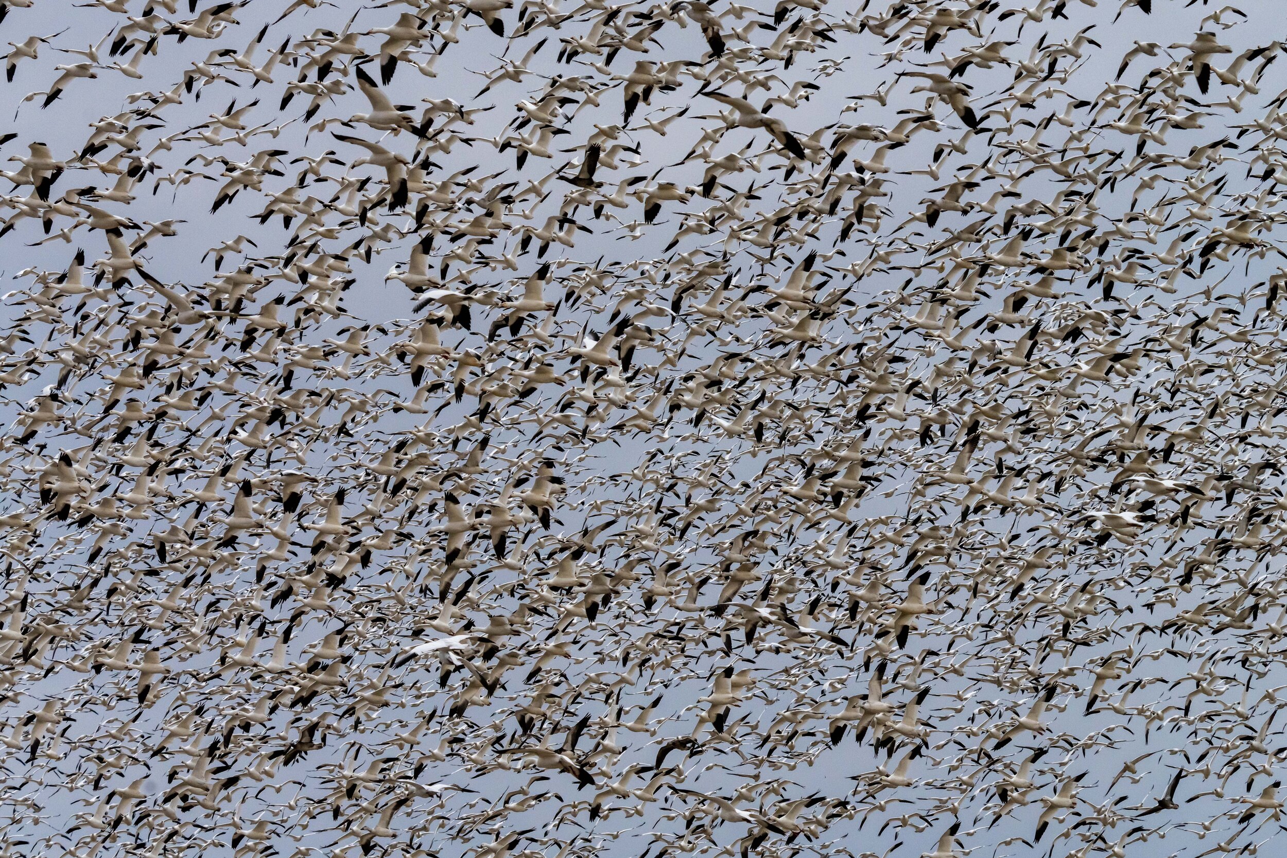 20210119-snowgeese-DSC05540.jpg