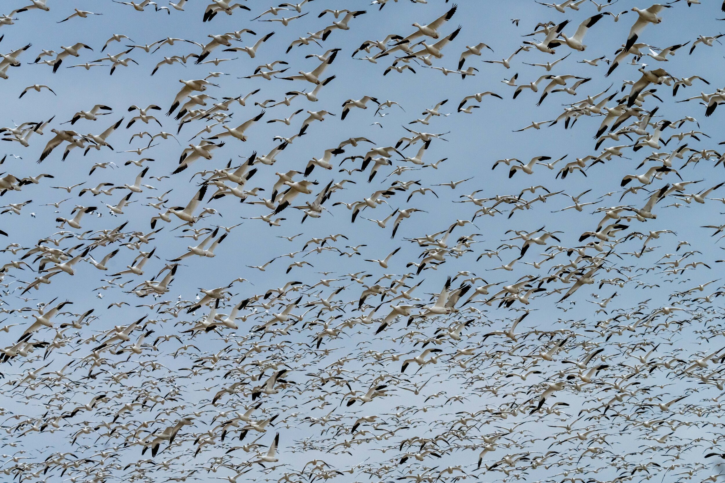 Snow Geese Above Eastern Pennsylvania