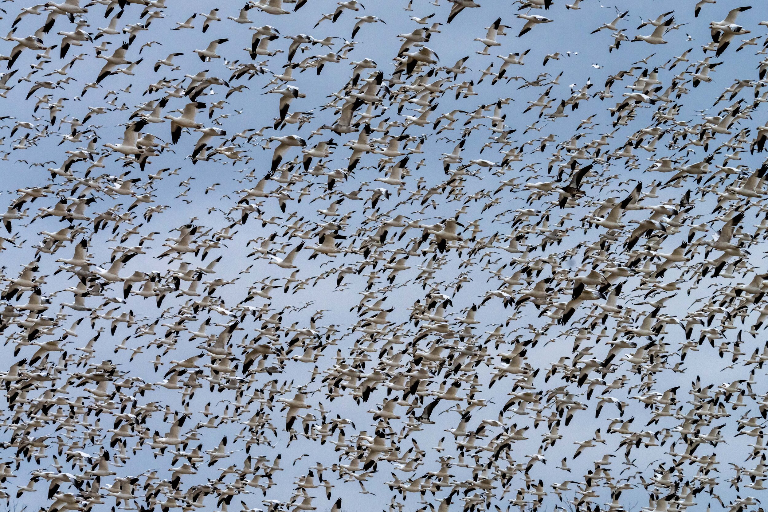 20210119-snowgeese-DSC05584.jpg