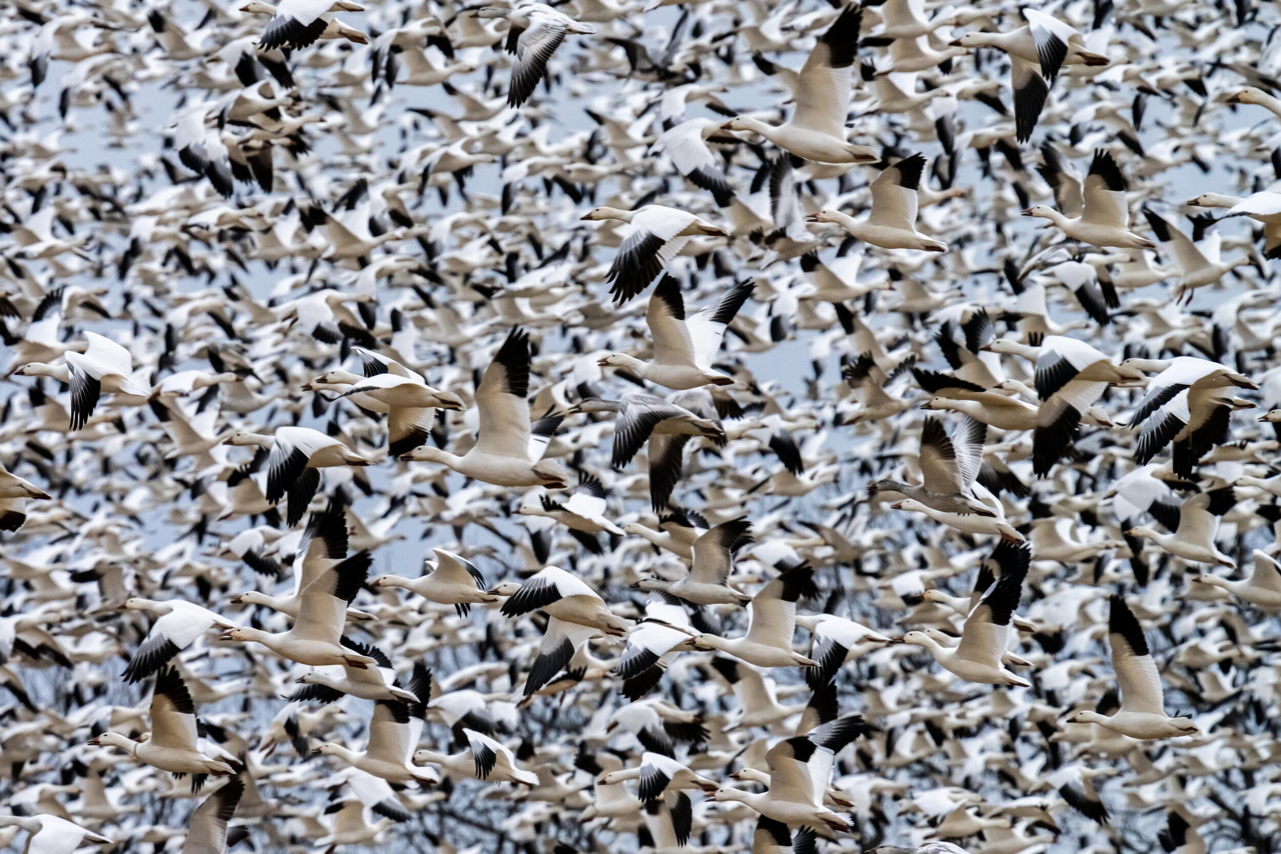 Snow Geese in Eastern Pennsylvania