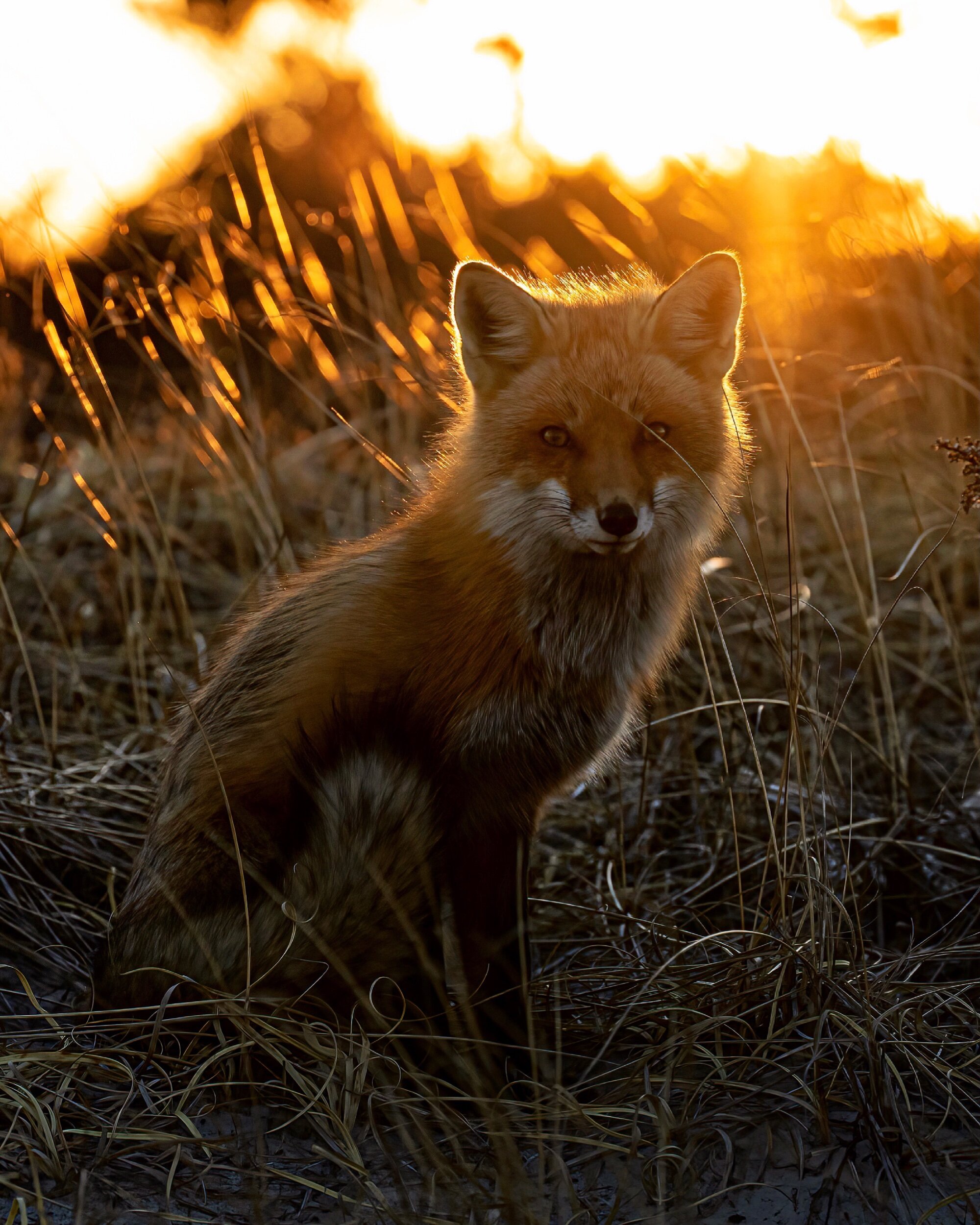 Fox at the New Jersey Shore