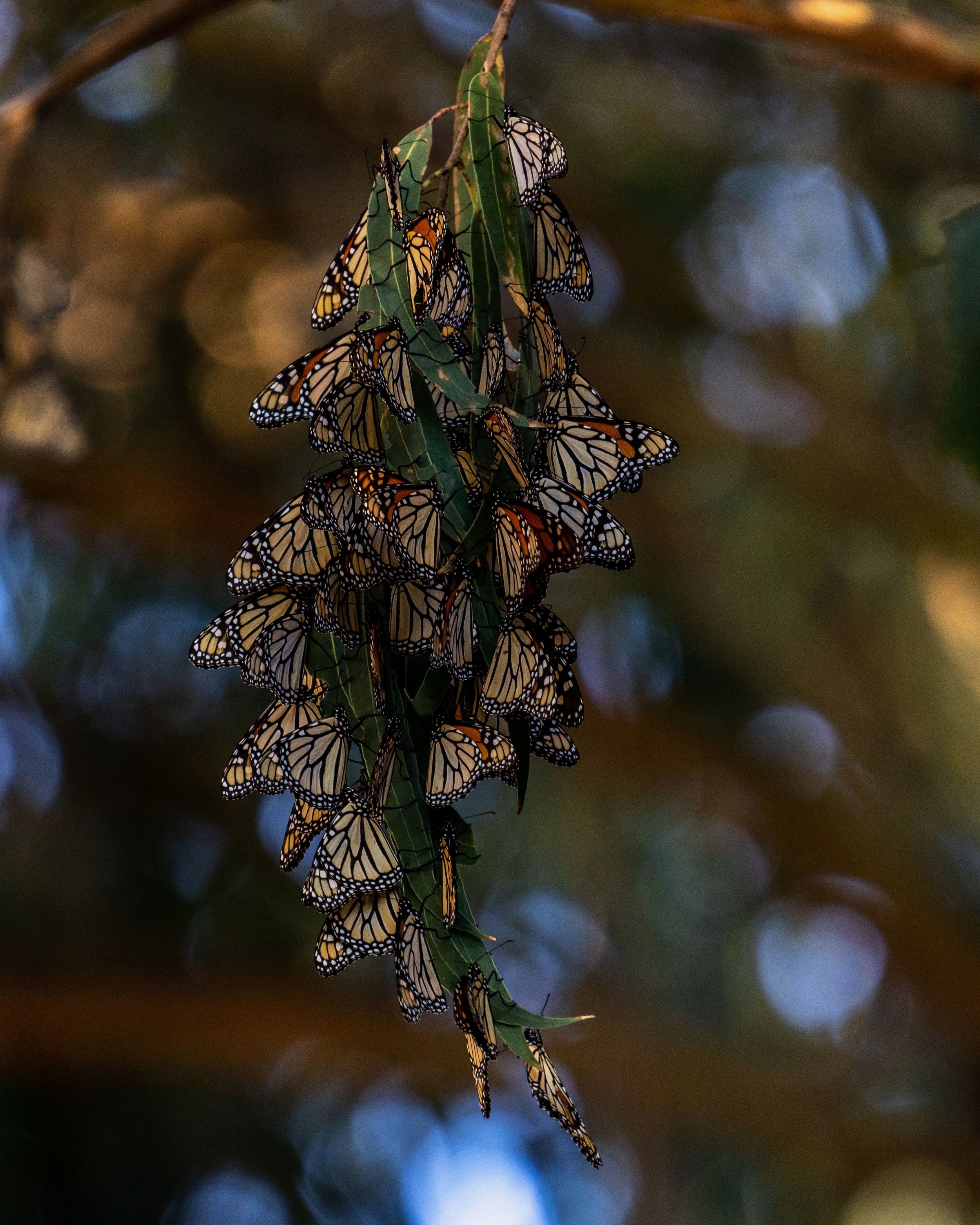 Monarch Butterflies, Natural Bridges State Beach, Calif.