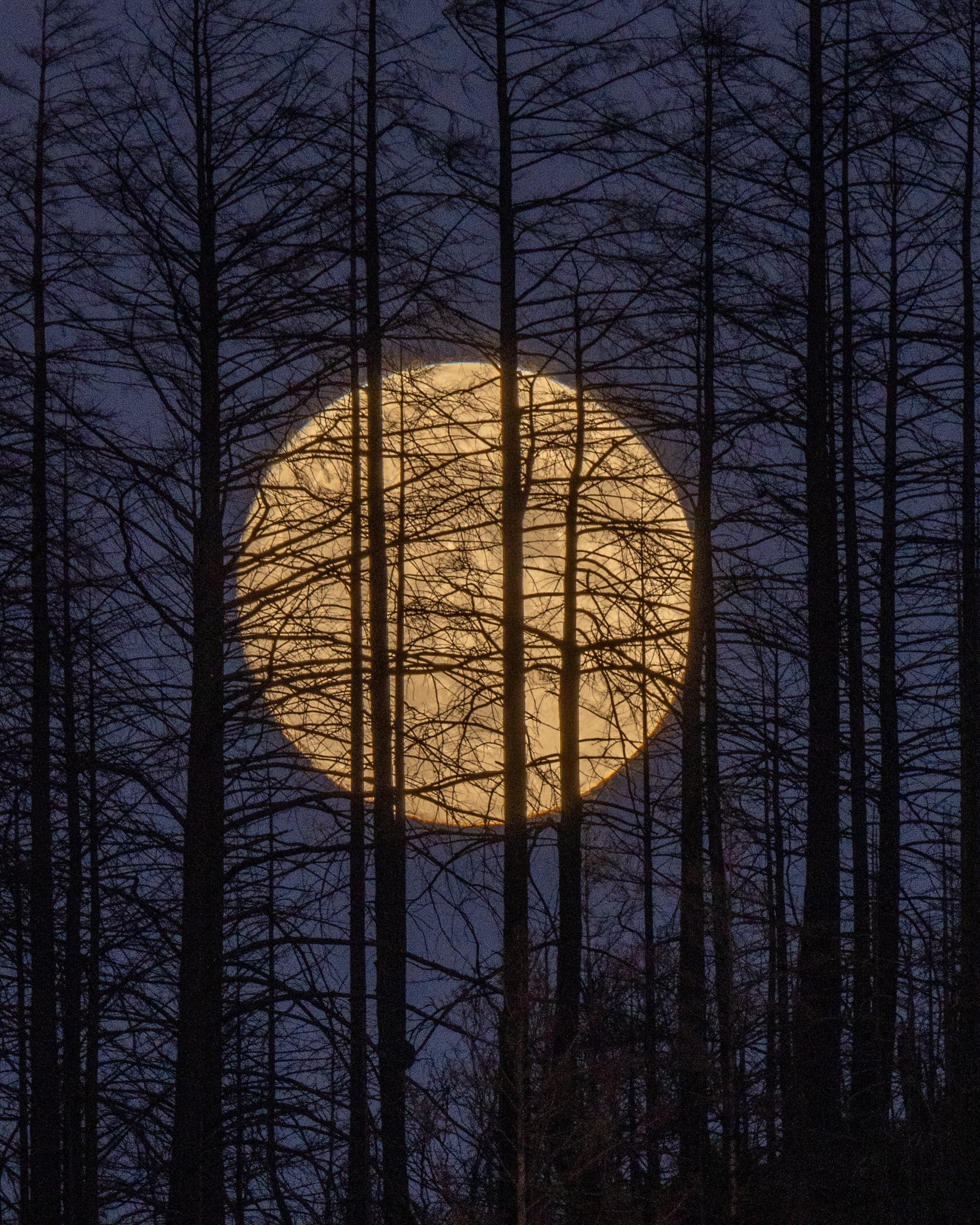 Full Moon Rising Behind Burned Redwoods