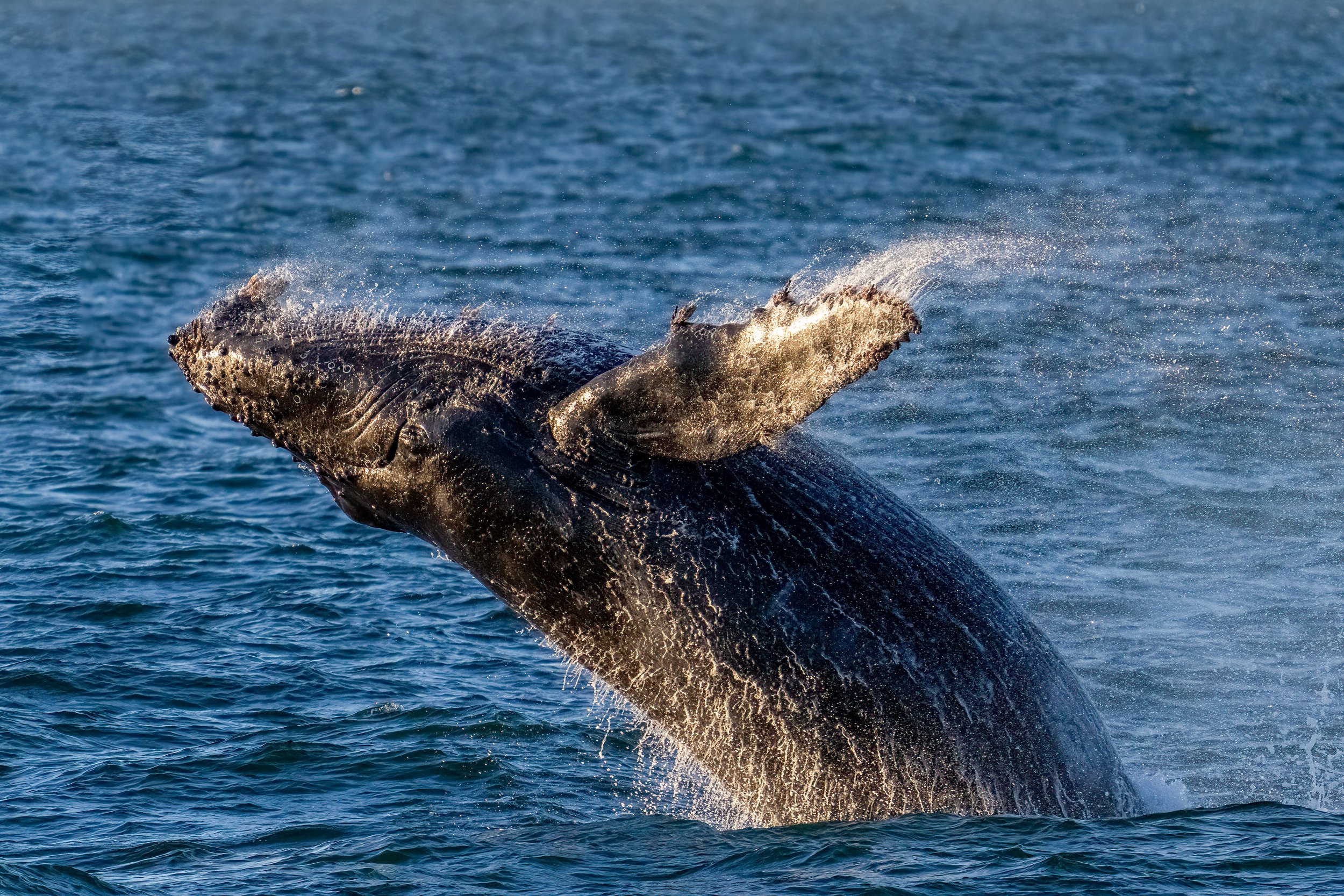Whale in Monterey Bay
